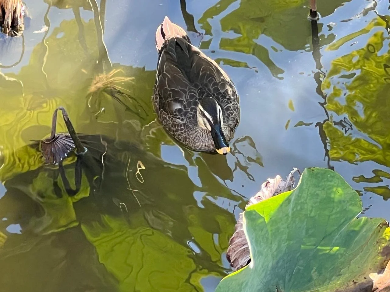 Overhead View of Pond in Kamakura