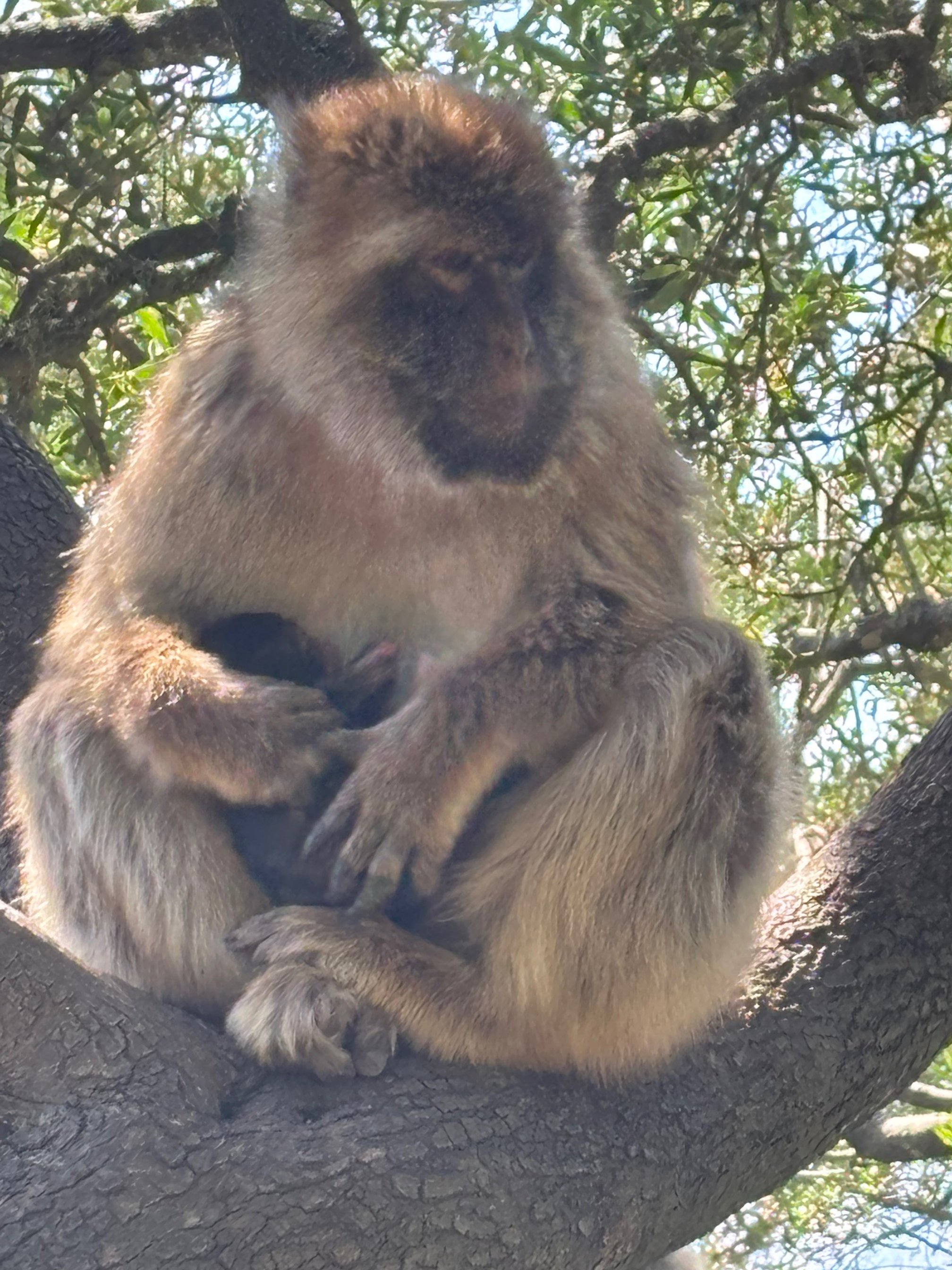 Gibraltar Monkey and Baby