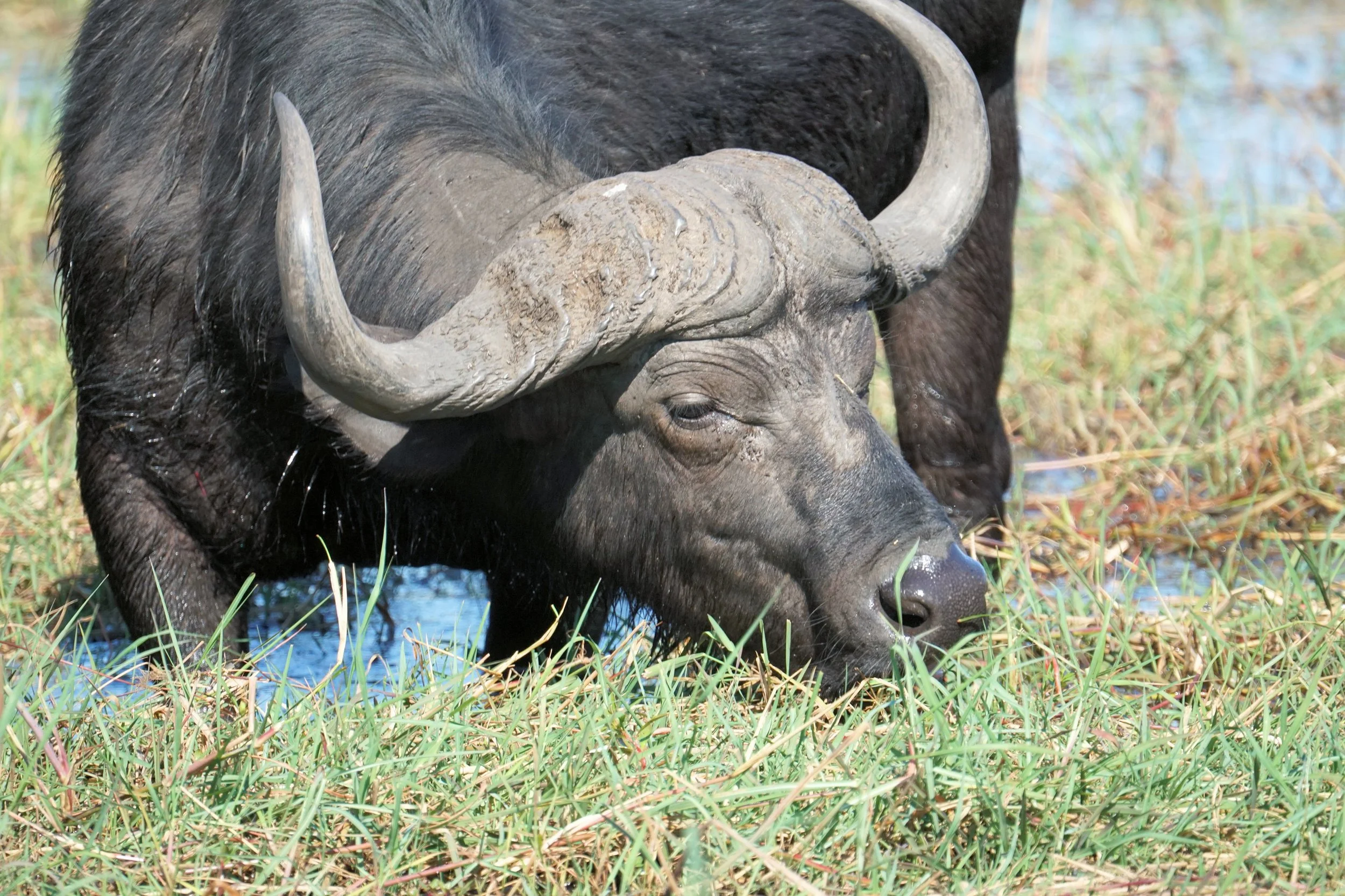 Cape Buffalo, Chobe National Park