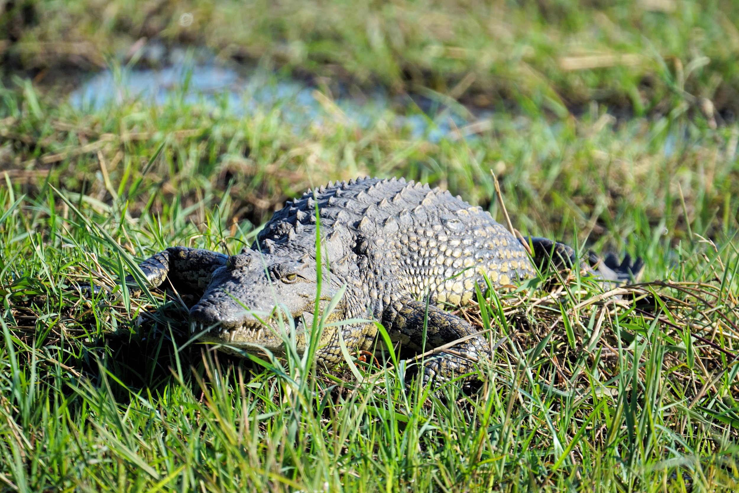Crocodile, Chobe National Park