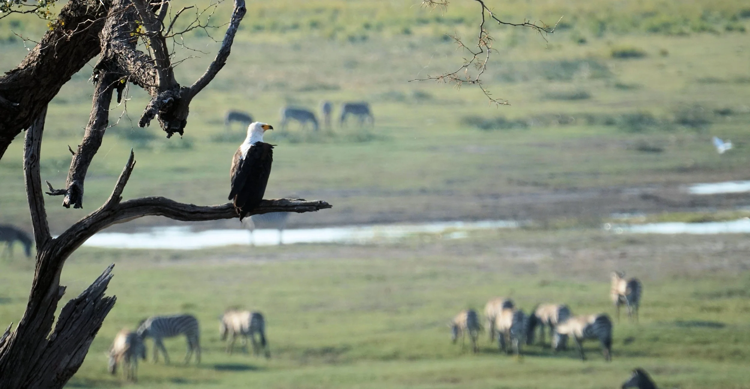 Eagle Surveying Zebras