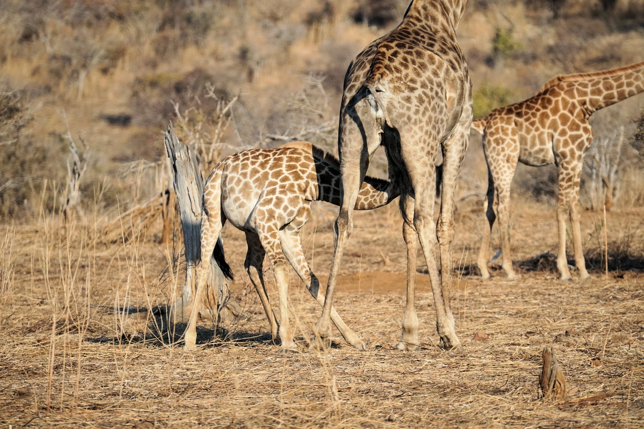 Feeding Baby Giraffe