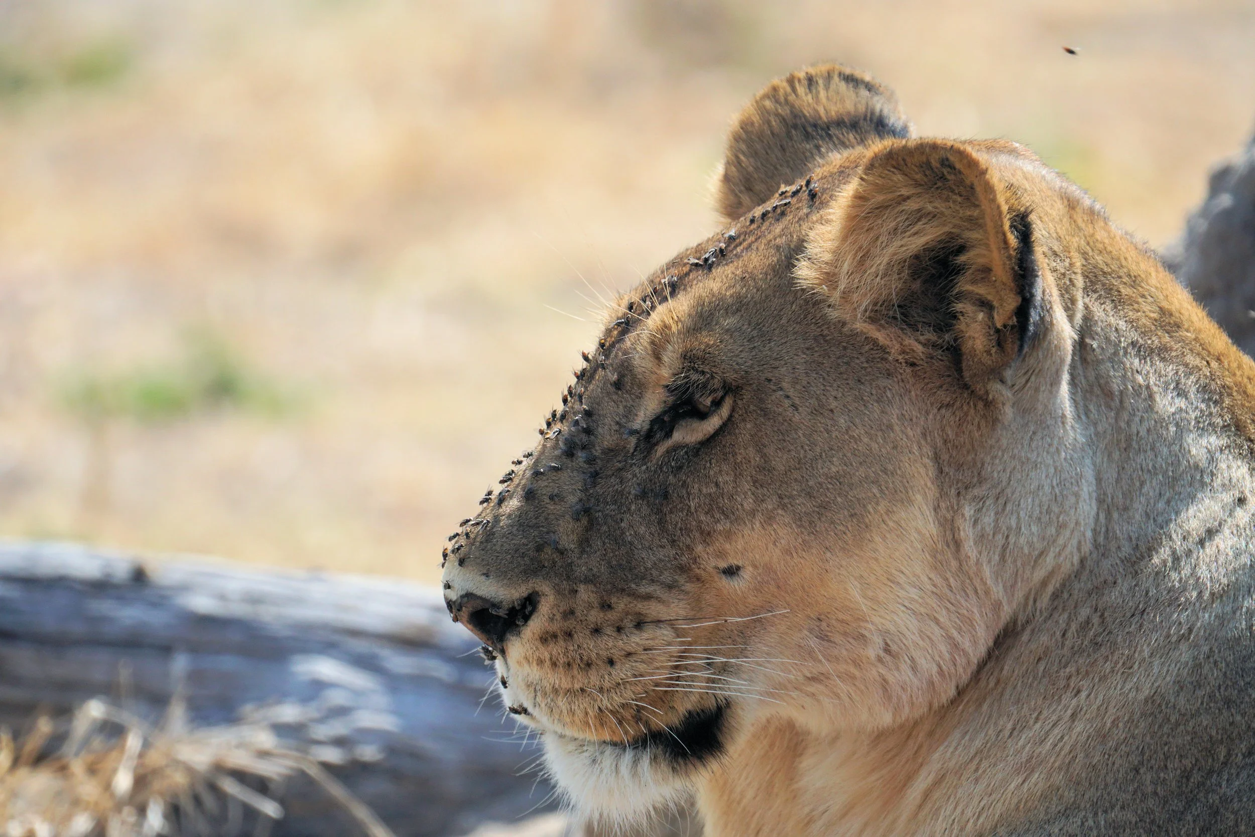 Lioness with Flies