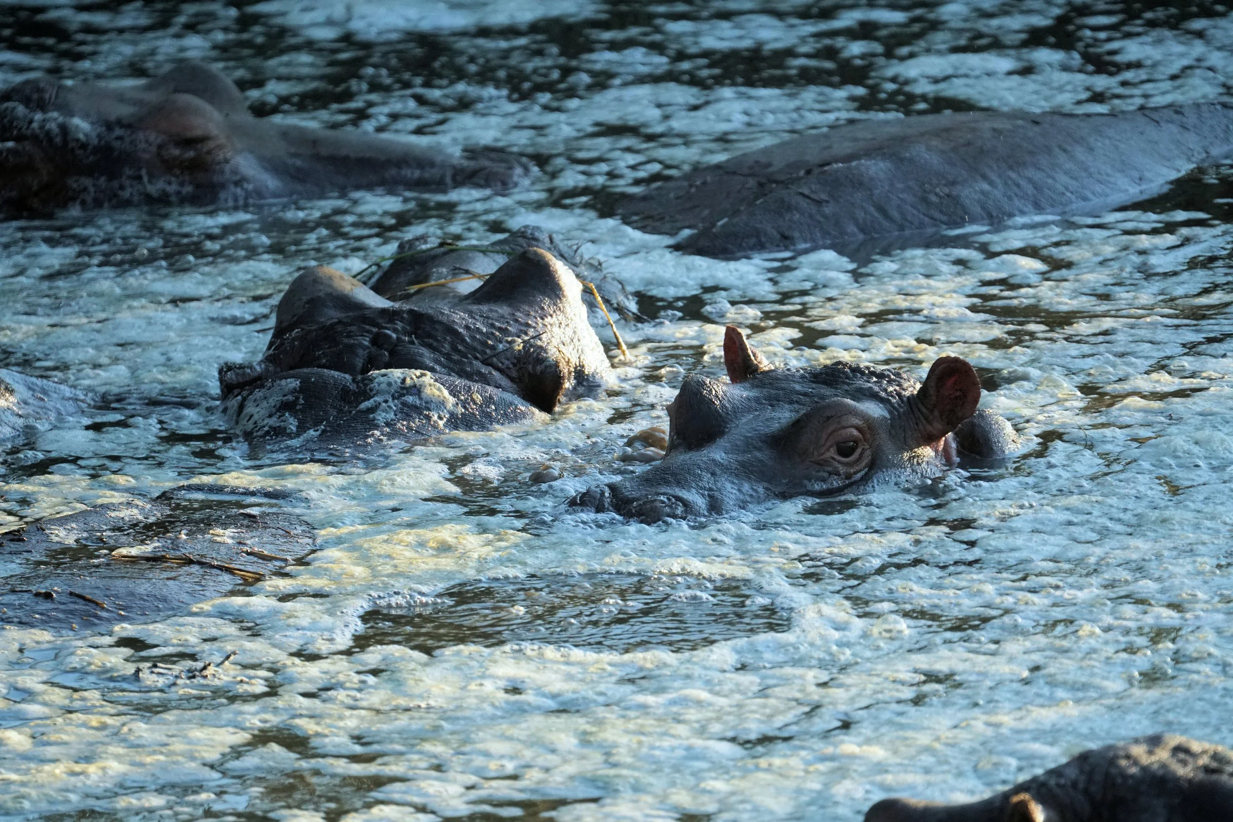 Hippos in Sewage