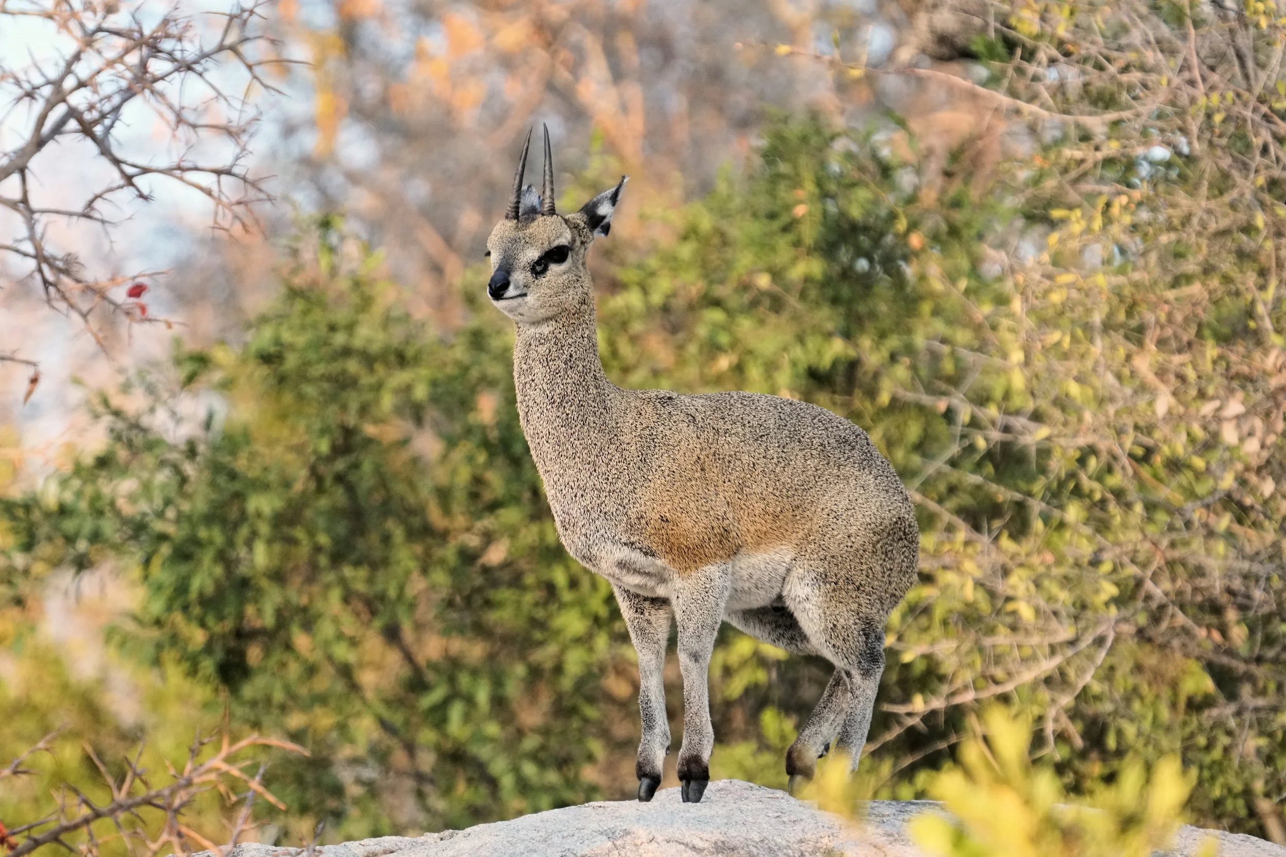 Klipspringer