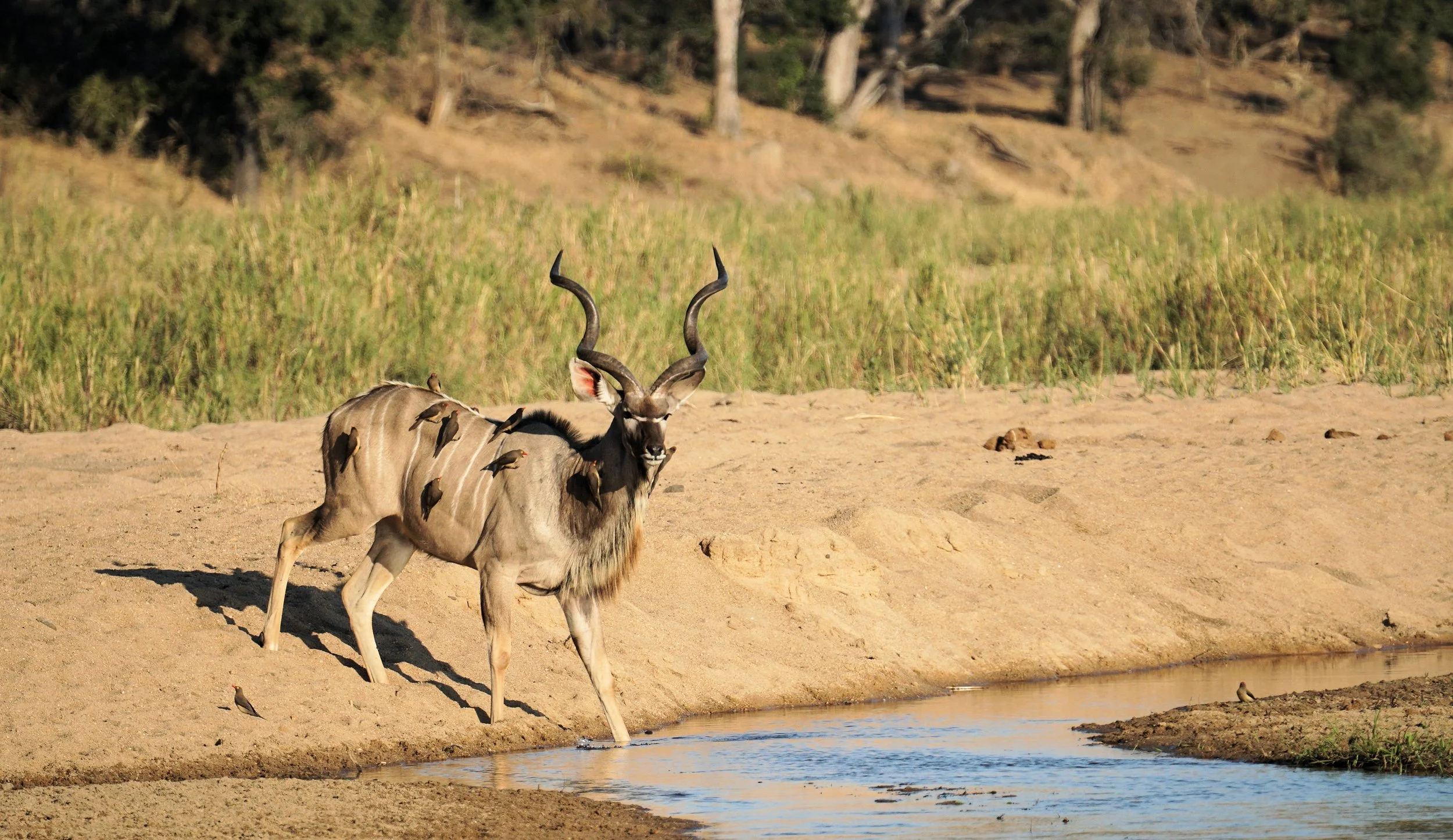 Kudu with Birds
