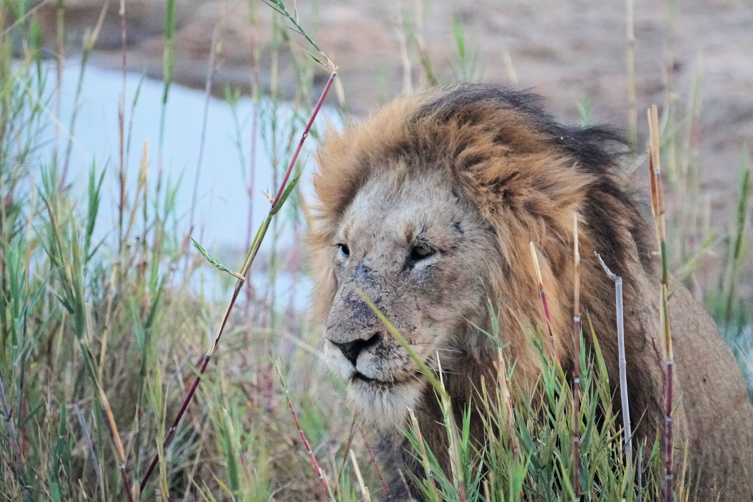 Male Lion