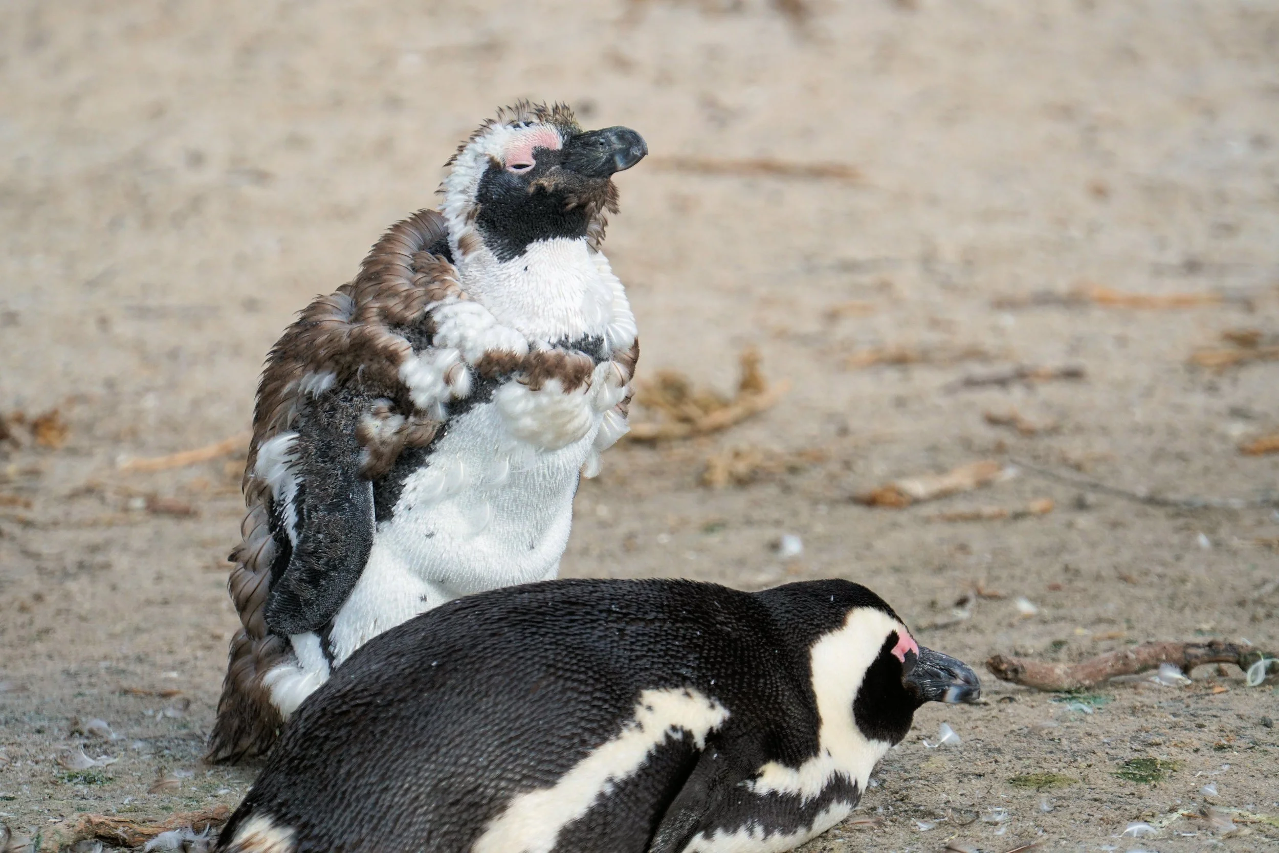 Moulting Penguin