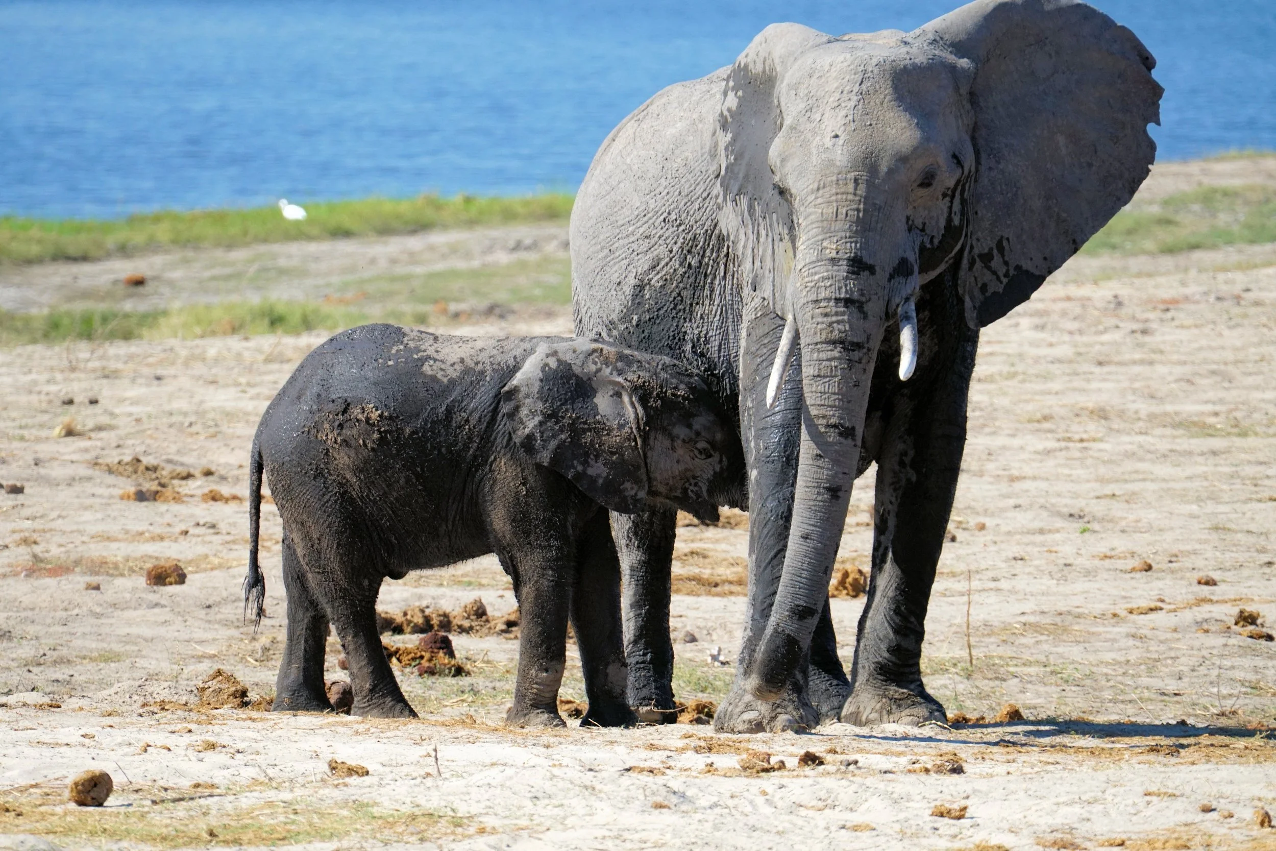 Very Dirty Baby Elephant