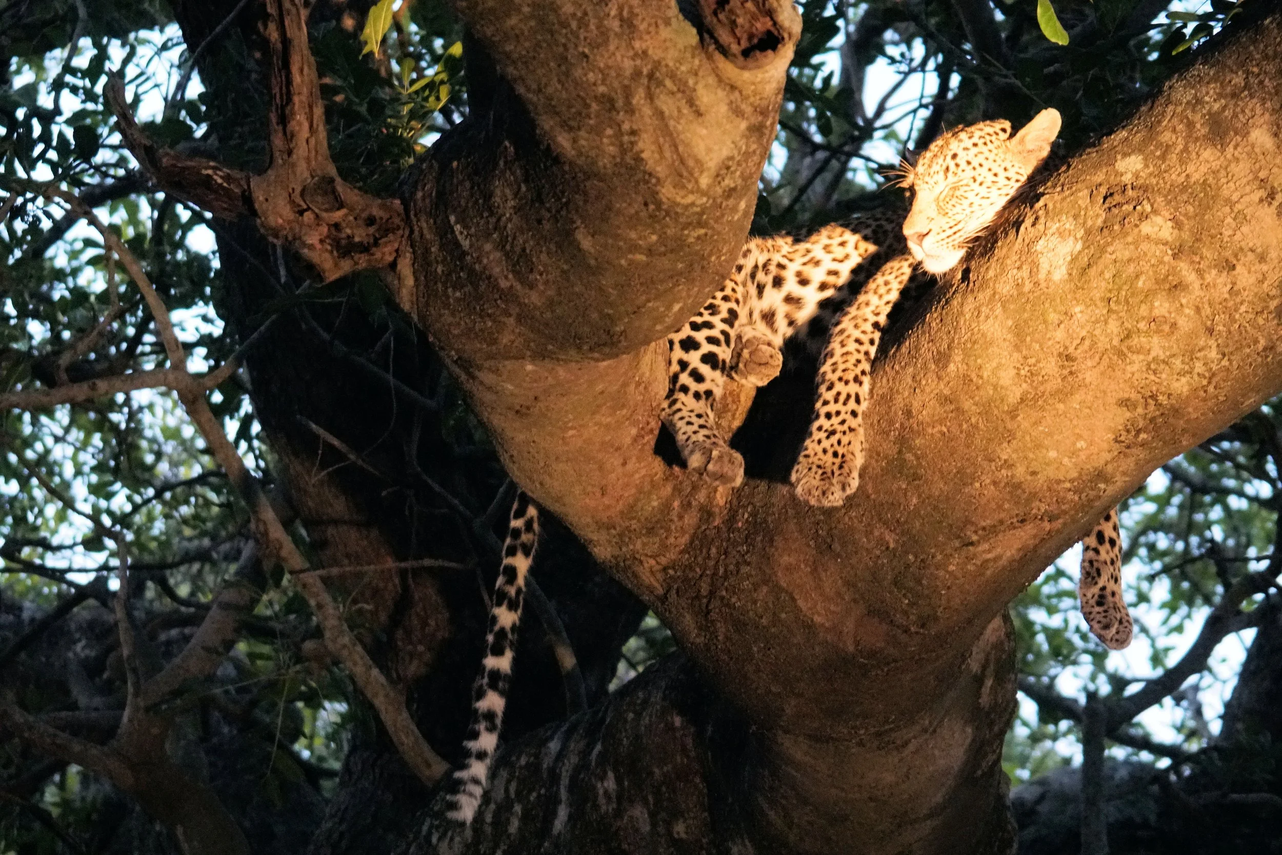 Treed Leopard