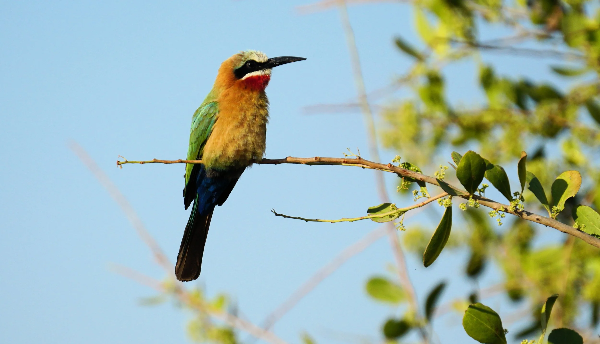White-Fronted Bee Eater