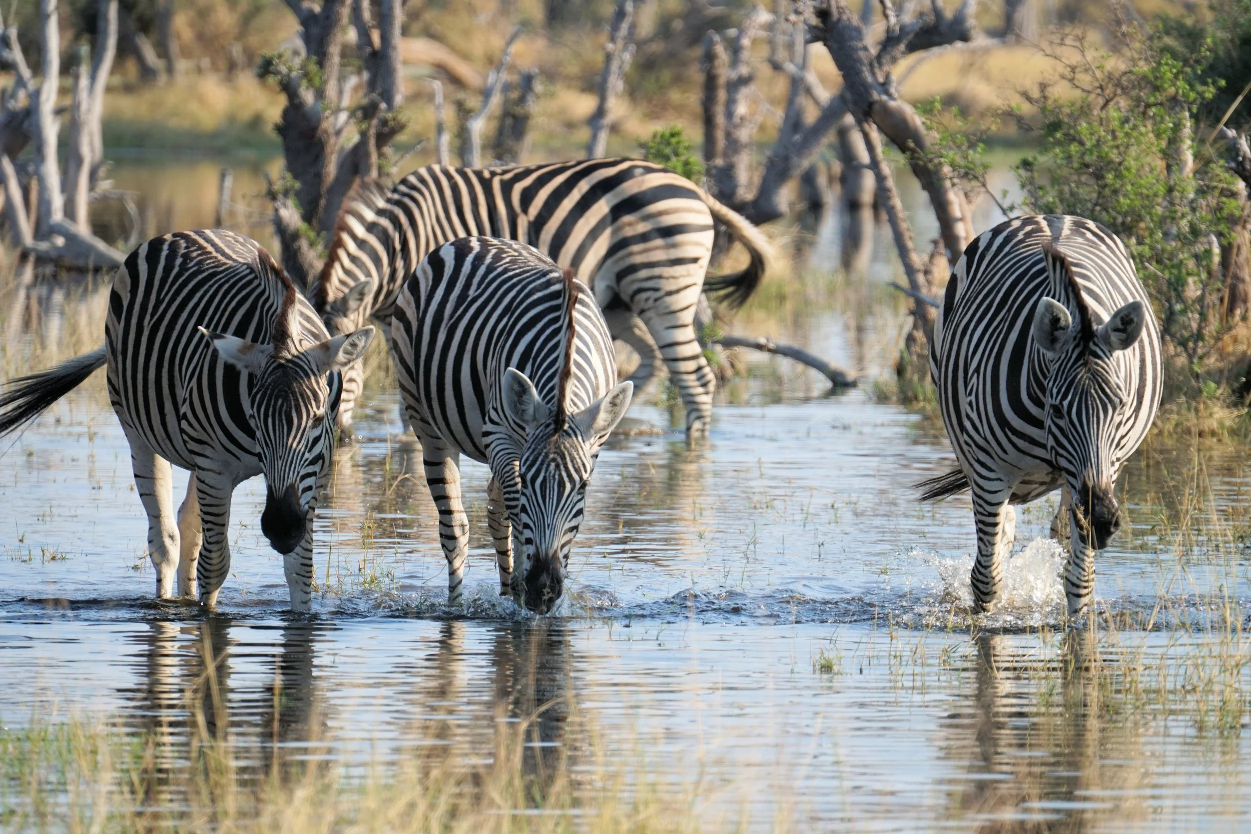 Zebras in Gomoti Plains Camp
