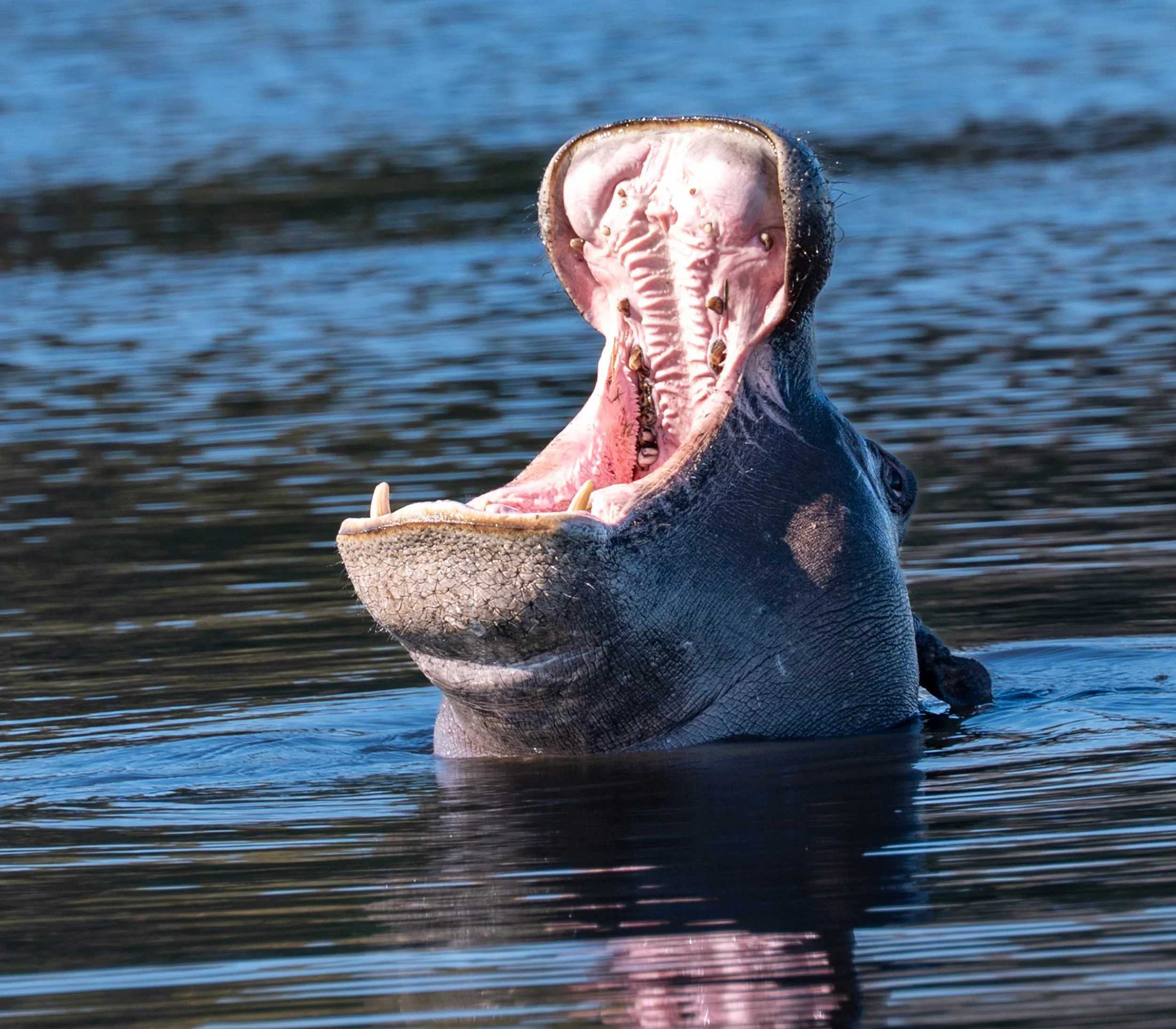 Hippo Yawning