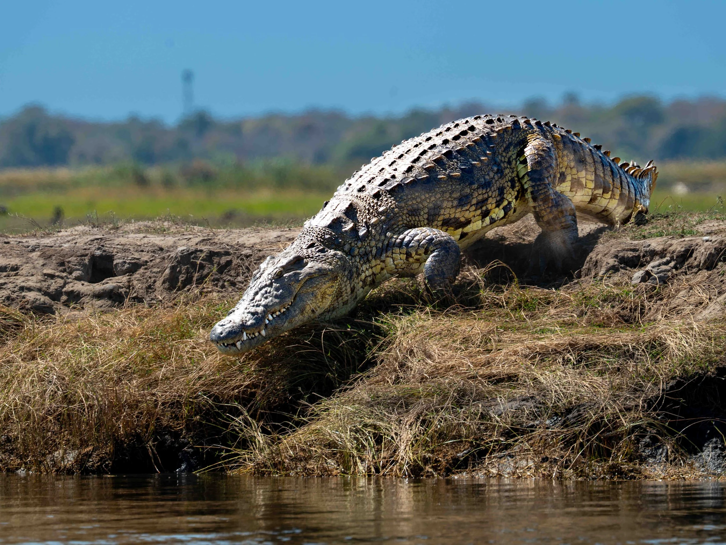 10' Crocodile, Chobe National Park