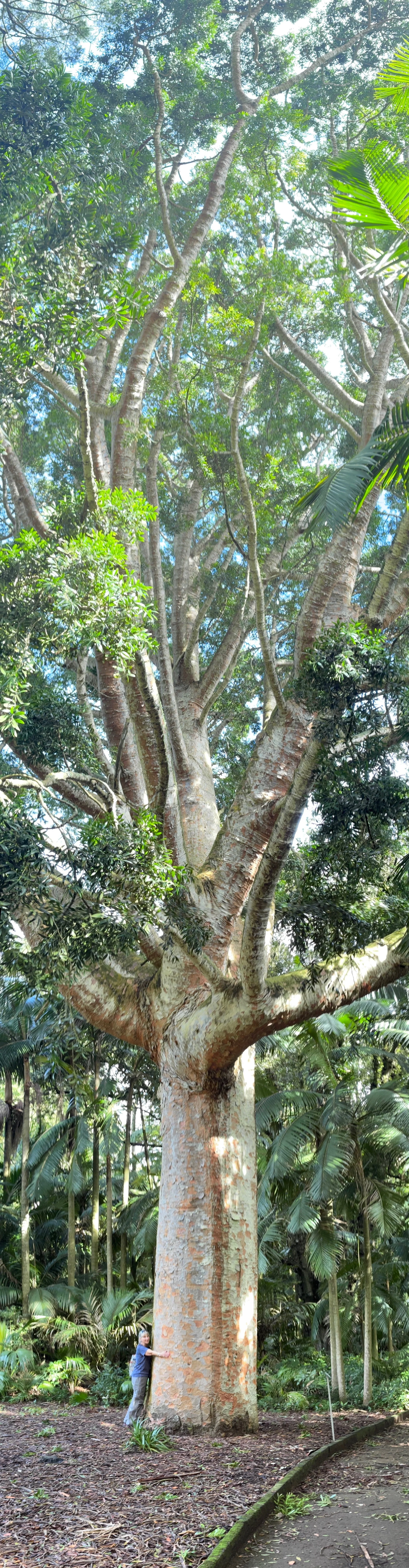 Tree Hugging, Azores