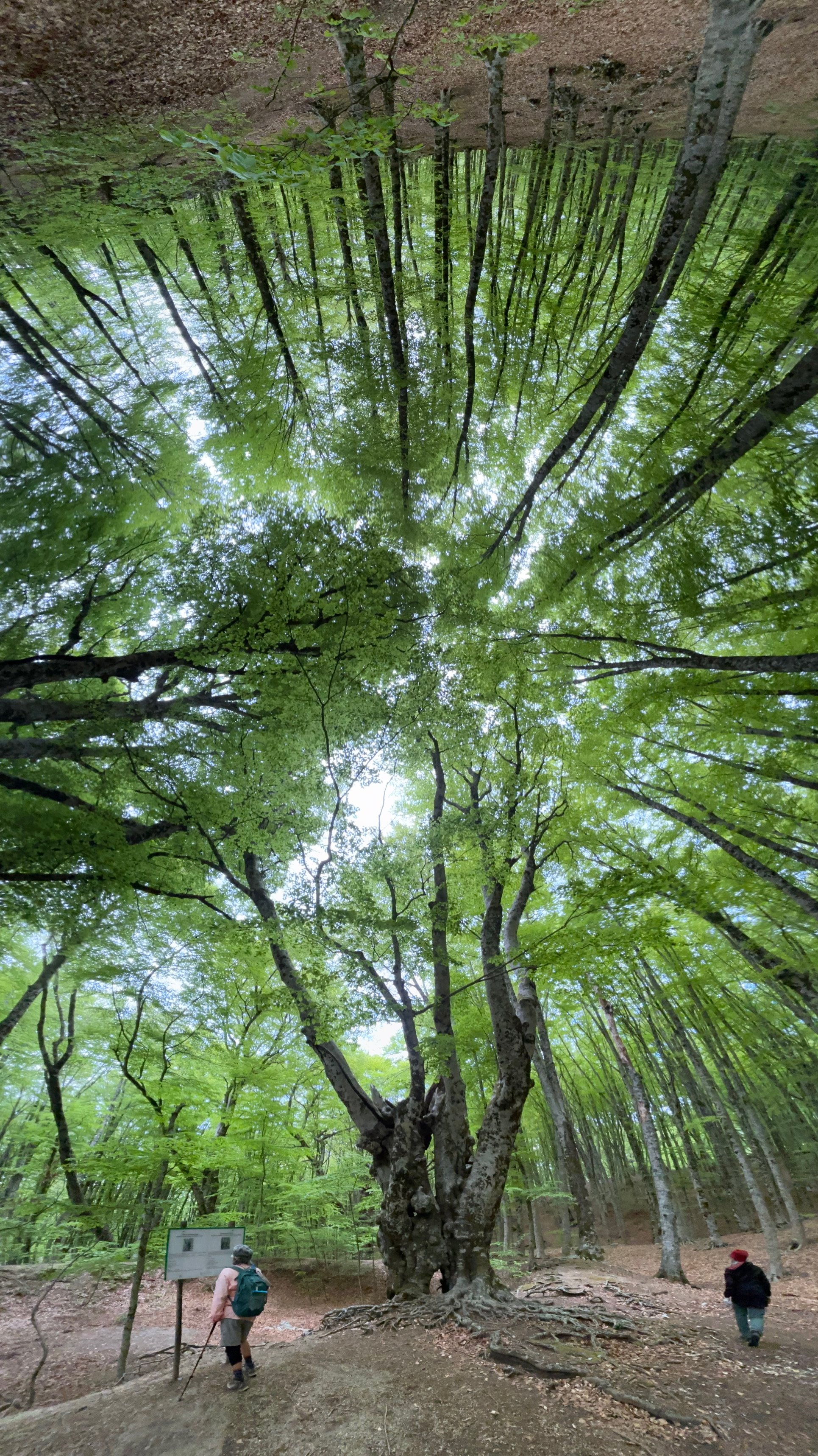 Beech Trees Above Amalfi Coast
