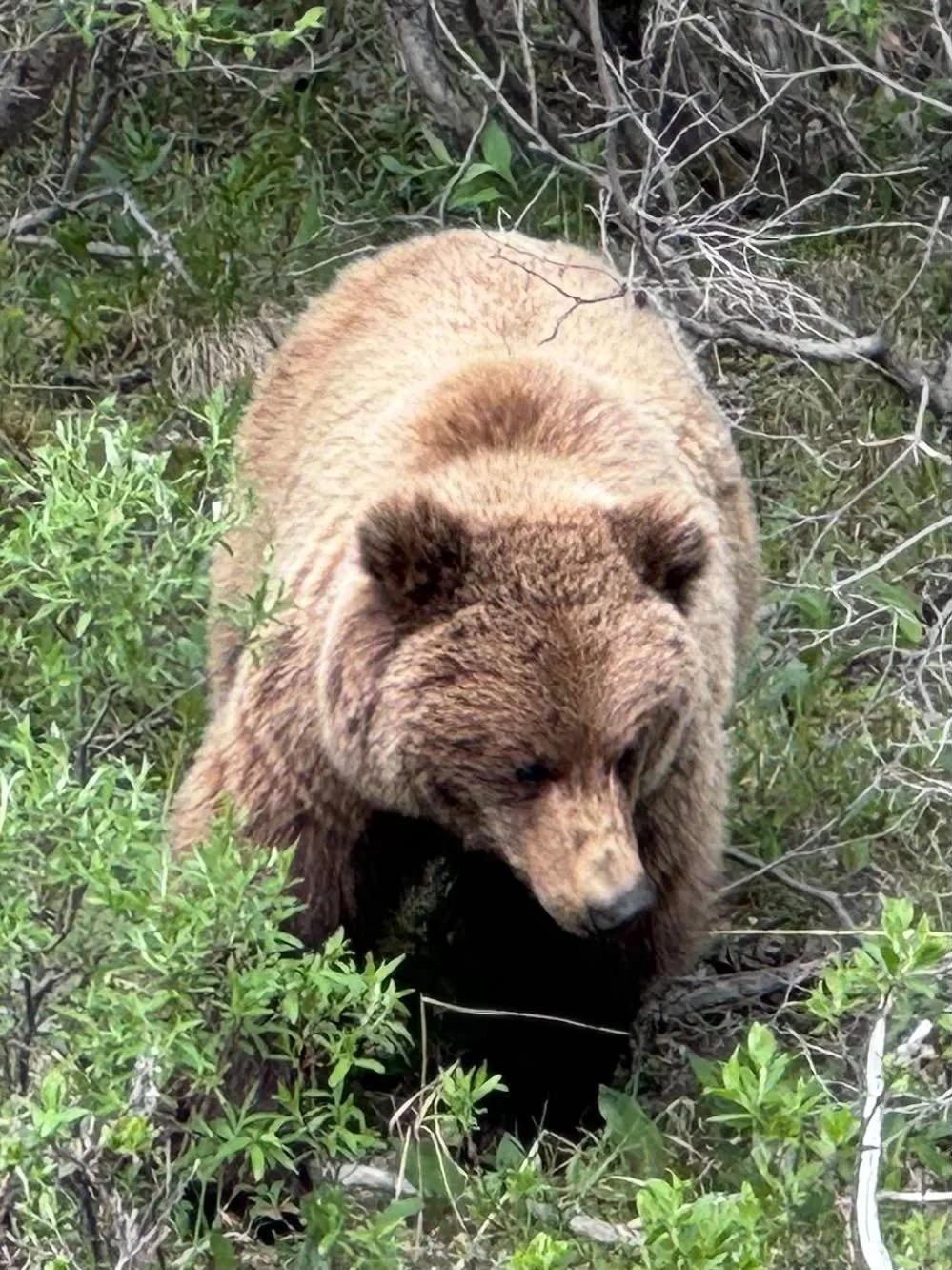Grizzly in Denali National Park
