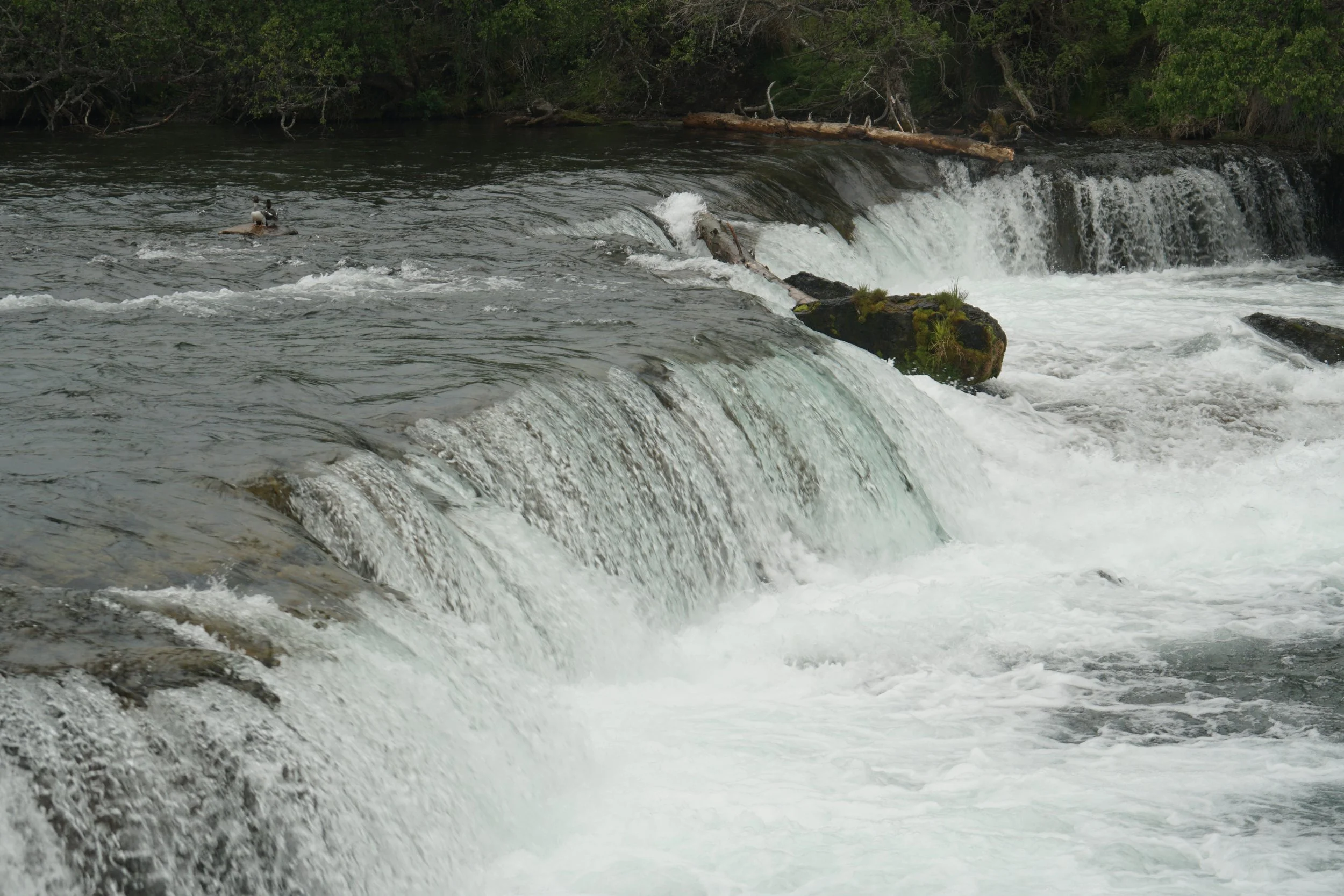 Katmai Falls Minus the Bears