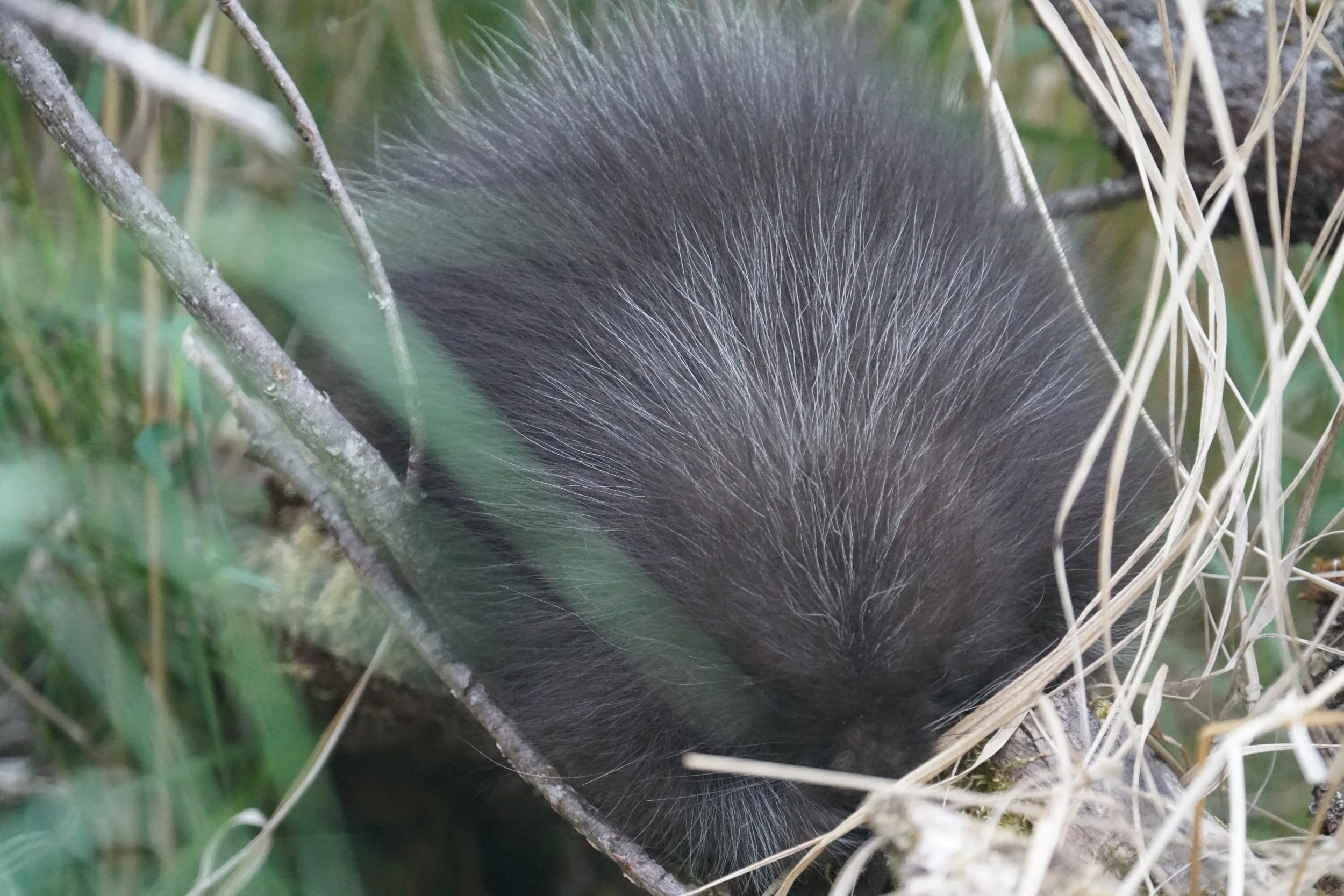 Baby Porcupine