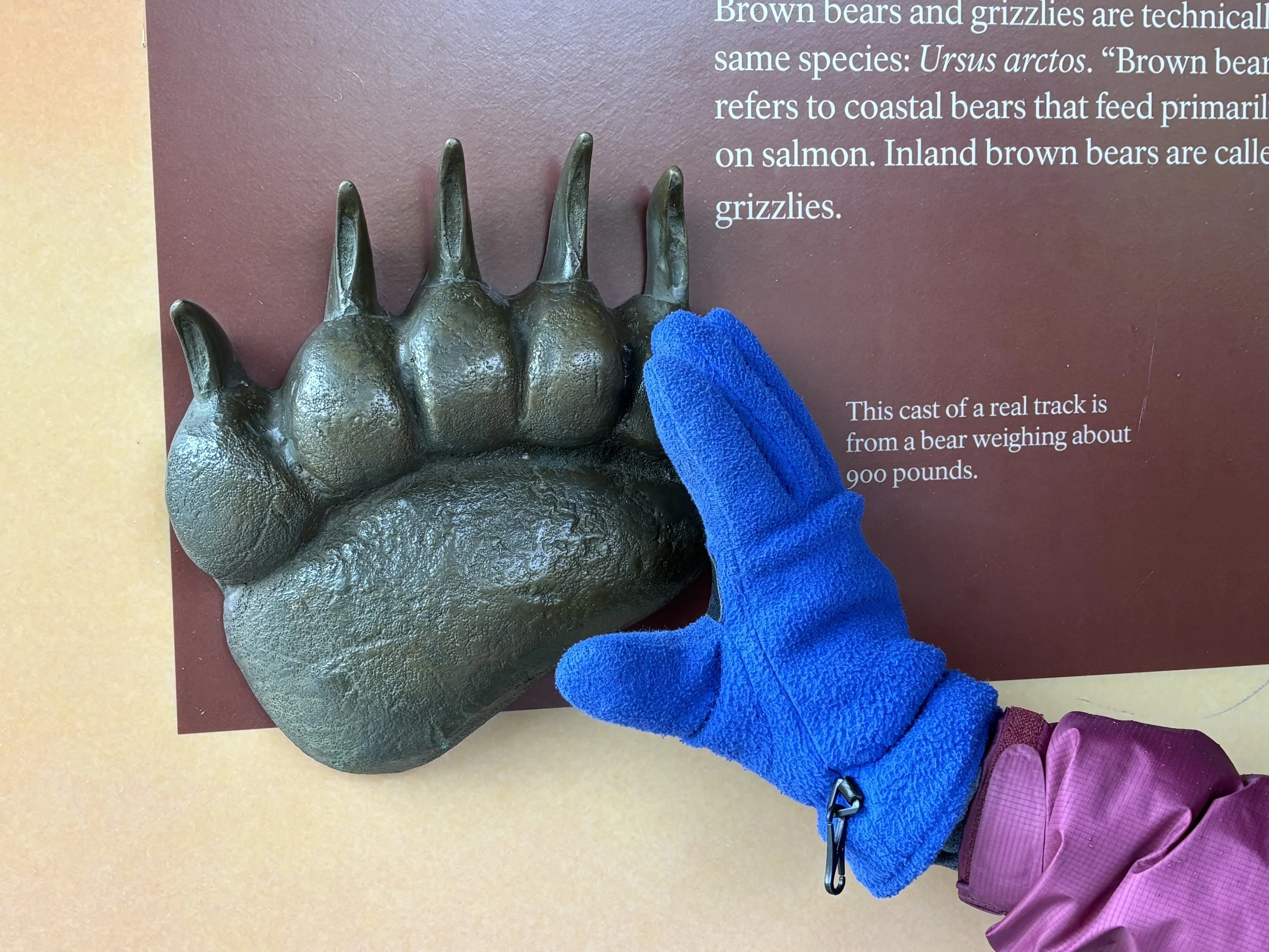 Grizzly Paw Print