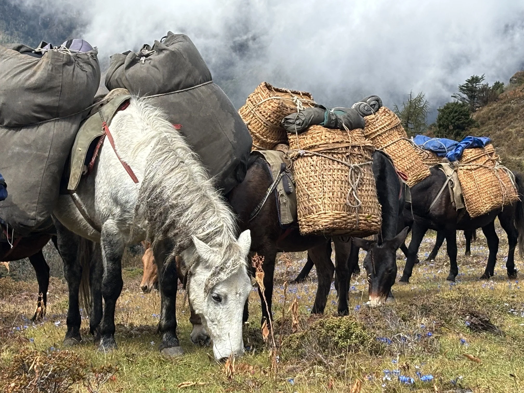 Pack Horses for Bhutan Trek