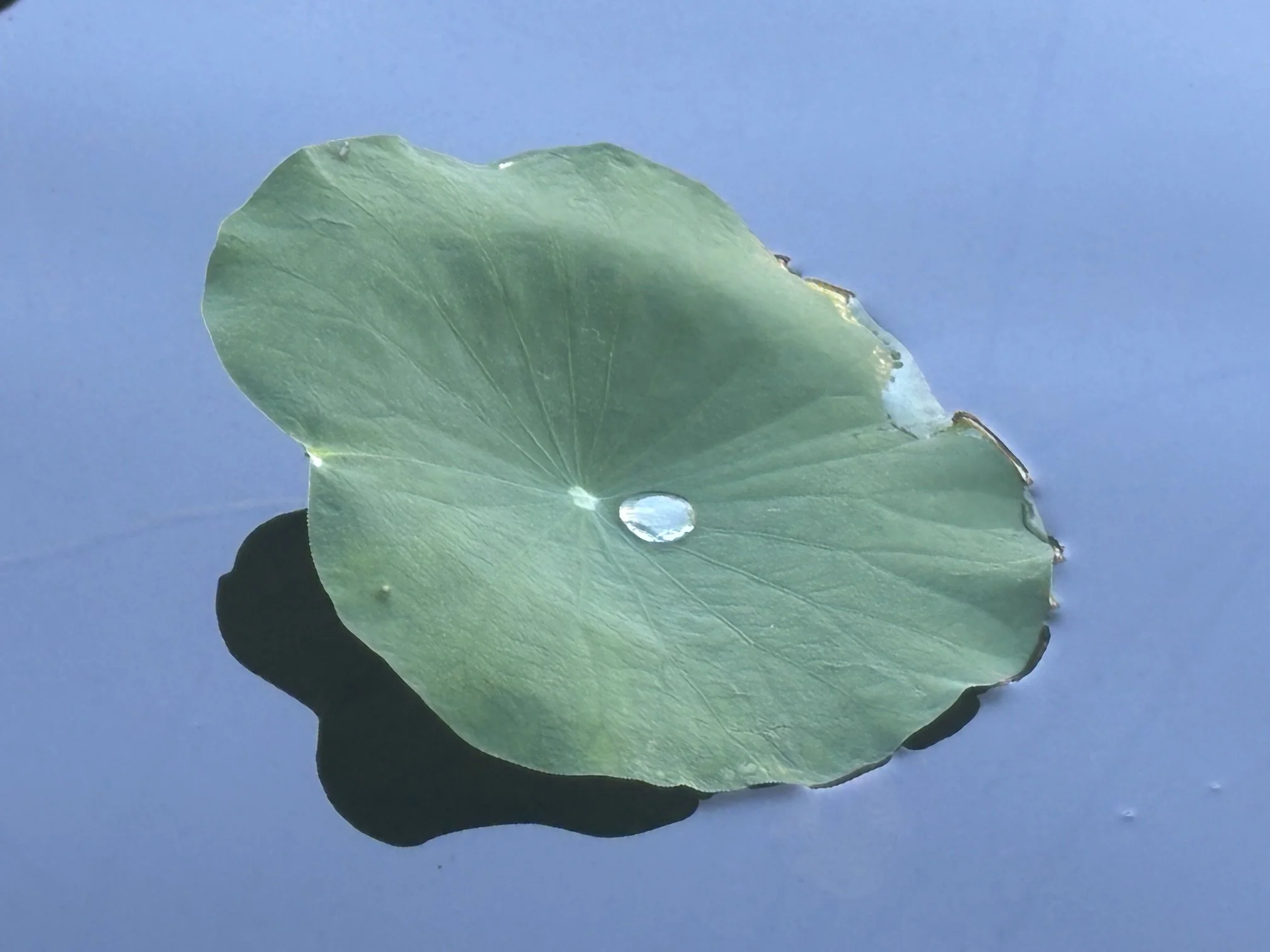 Lilly Pad