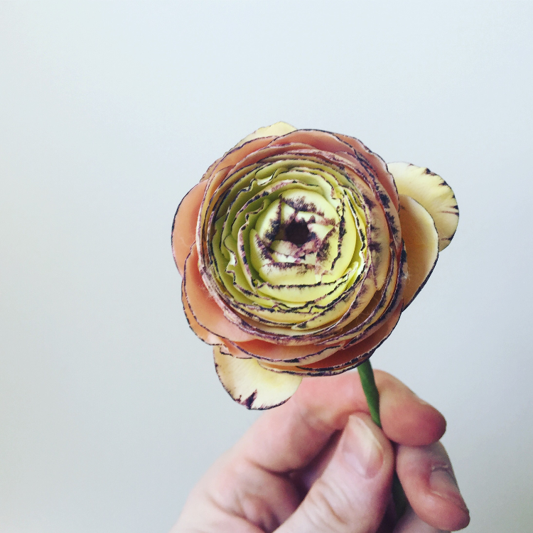 Ranunculus 1