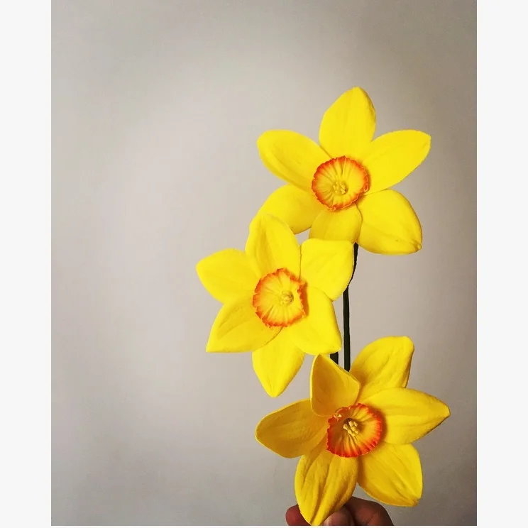 Daffodil 4