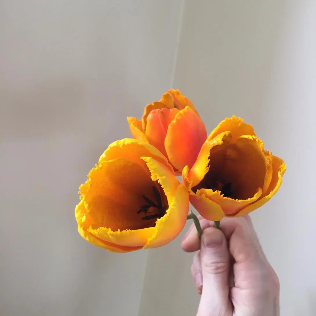 Fringe Tulips