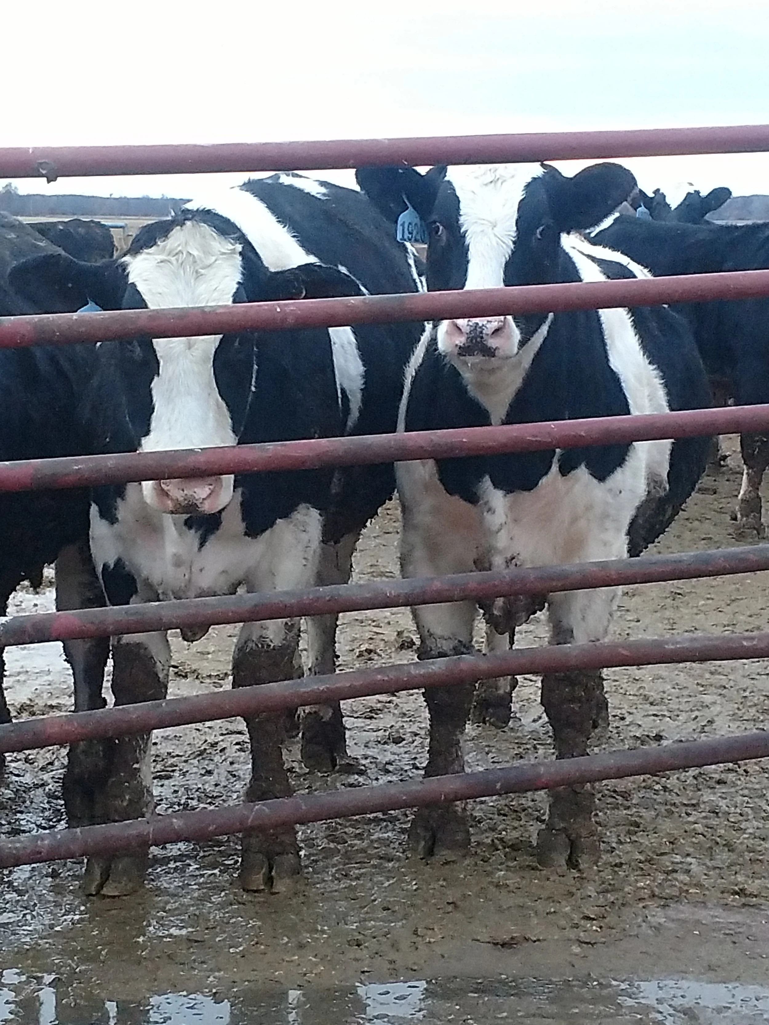 Beef by the pound will allow more people access to delicious steaks and burger!