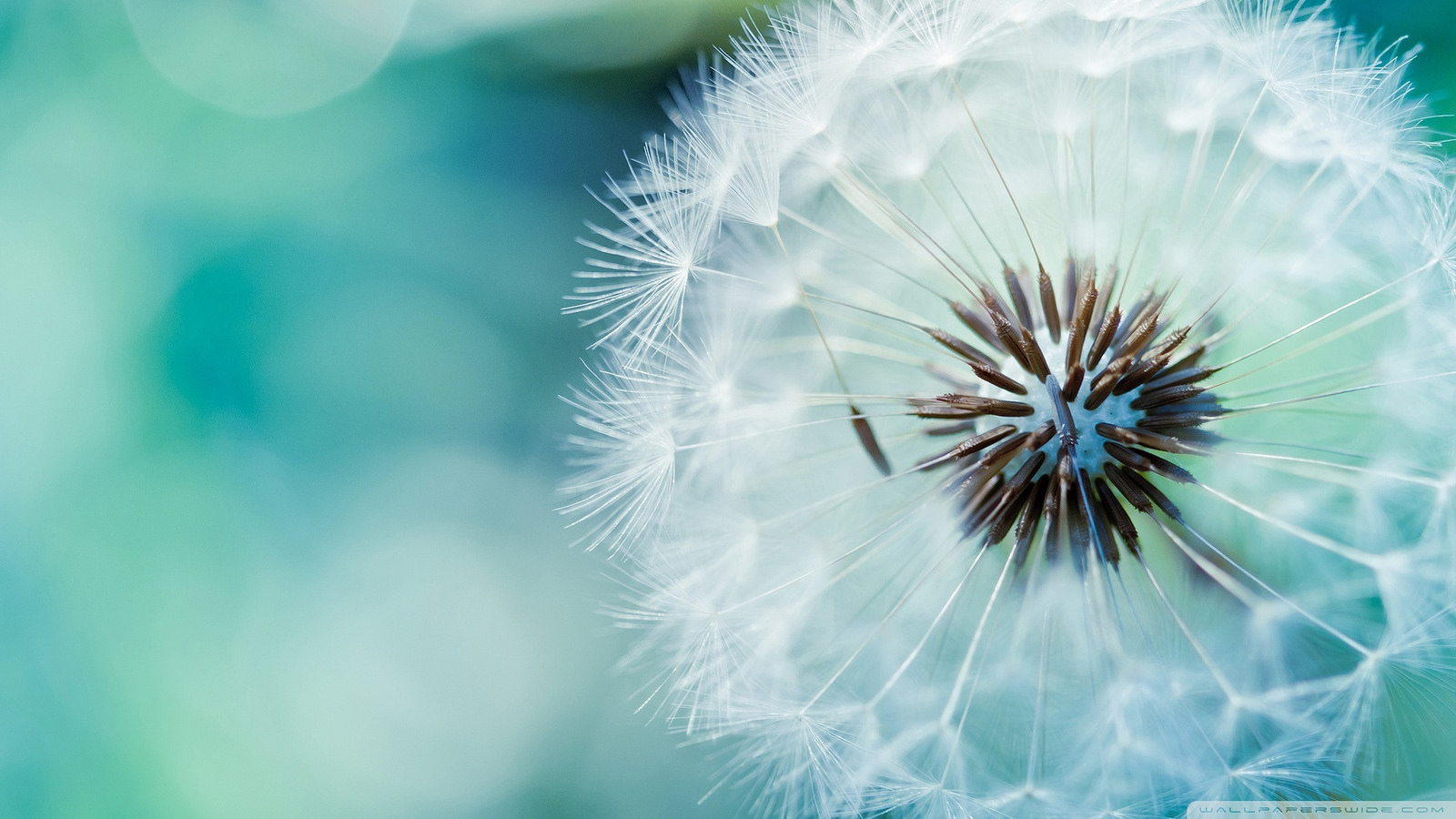 dandelion.jpg