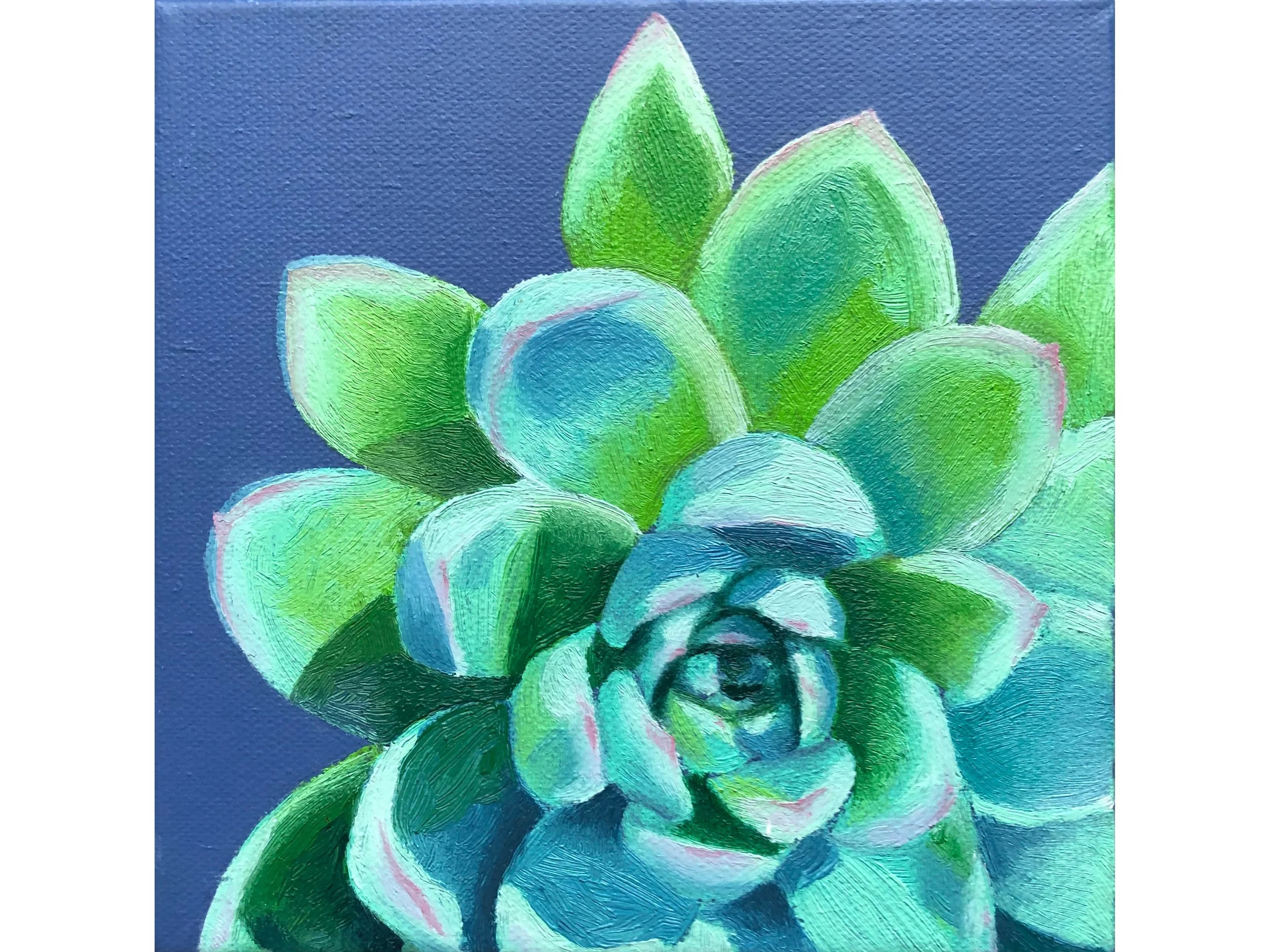  Echeveria   oil on canvas, 15 × 15 cm, 2020