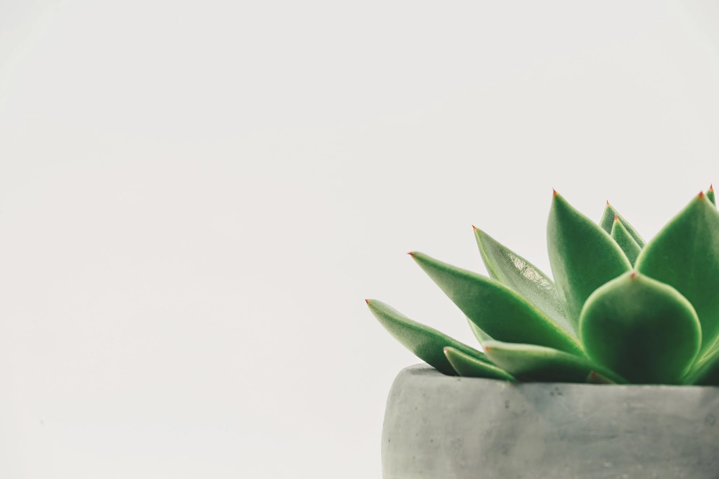 homepage_succulent.jpeg