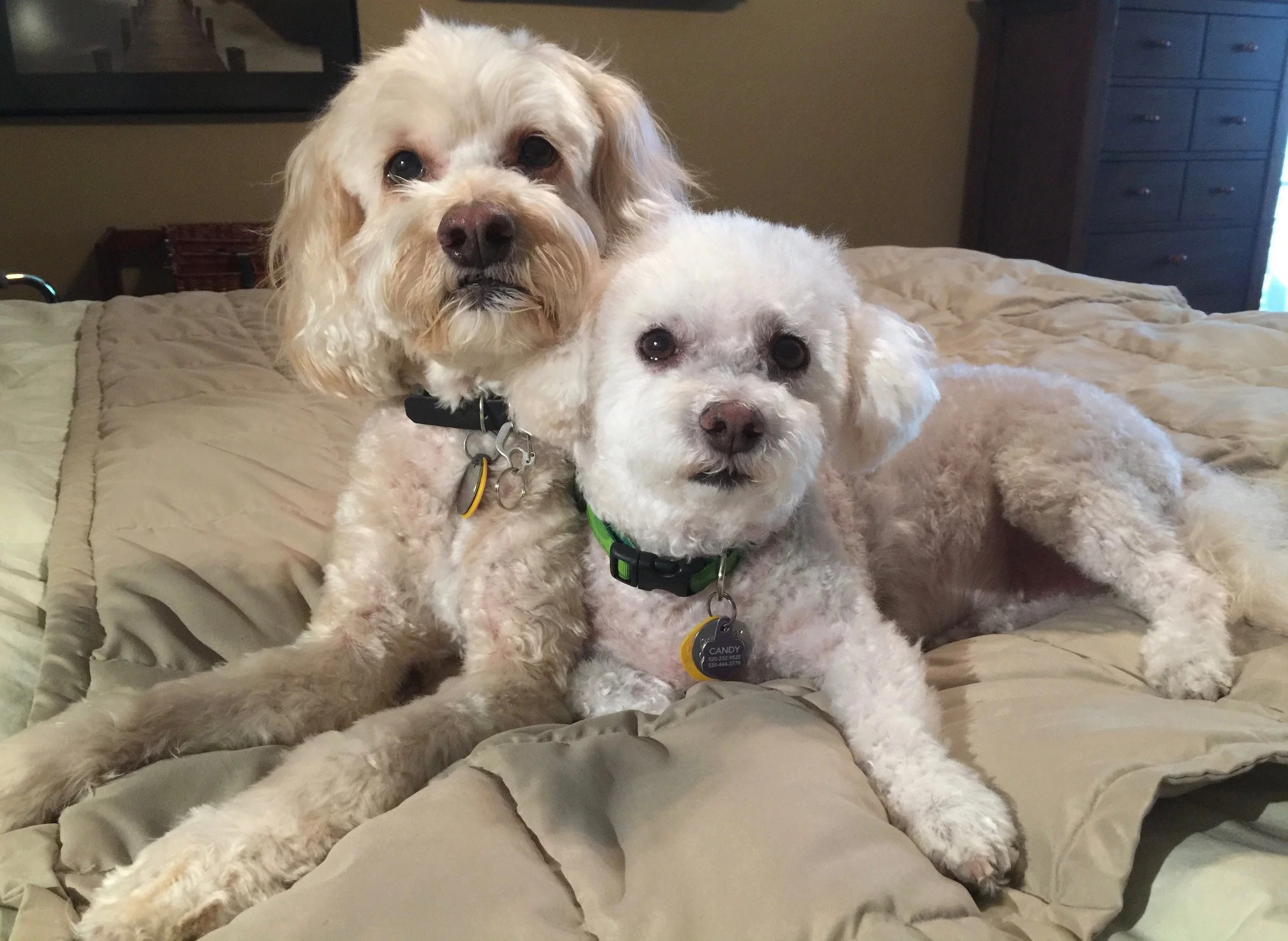 Here's Diego and Chula!