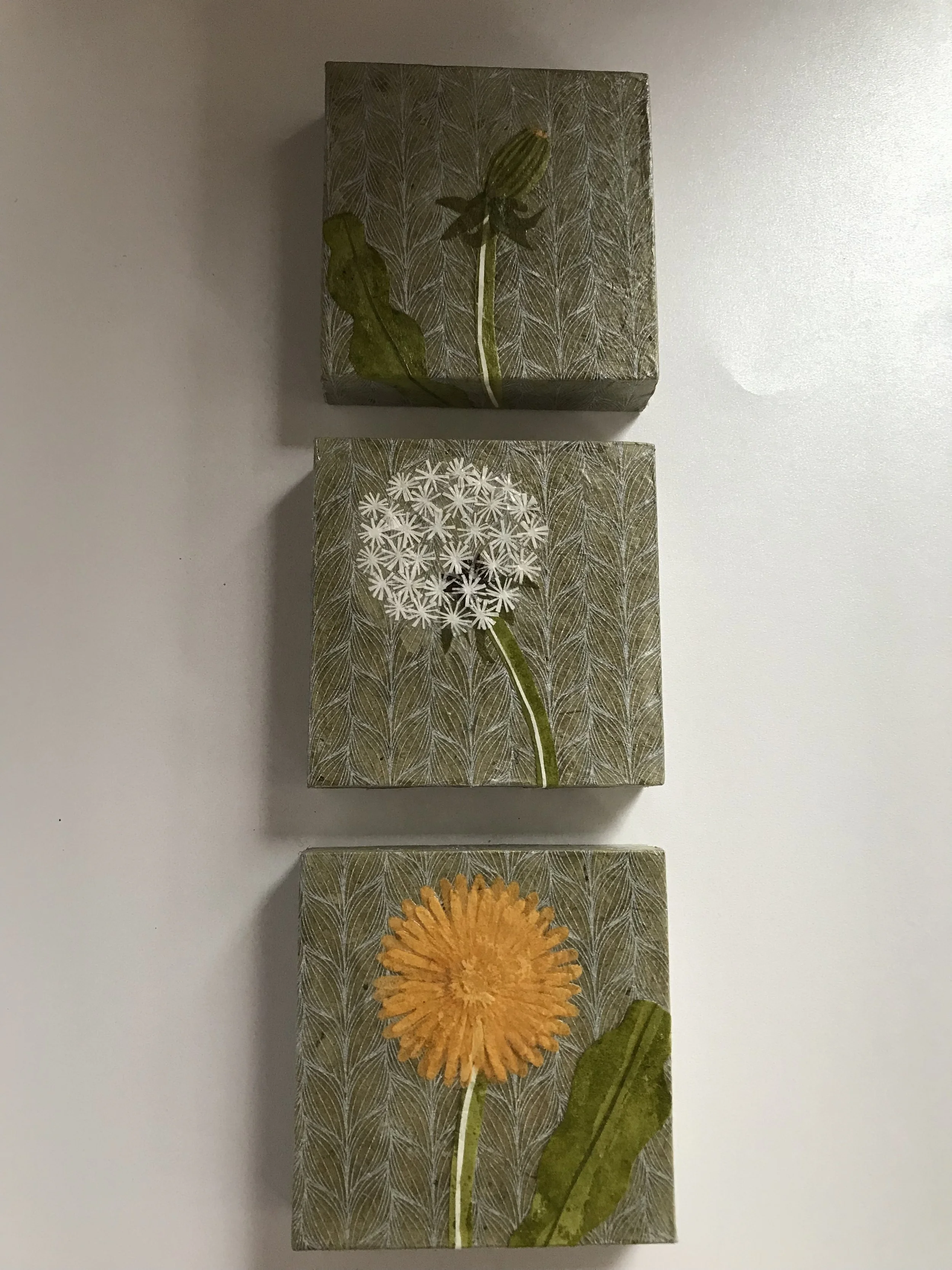 Dandelion Life Cycle