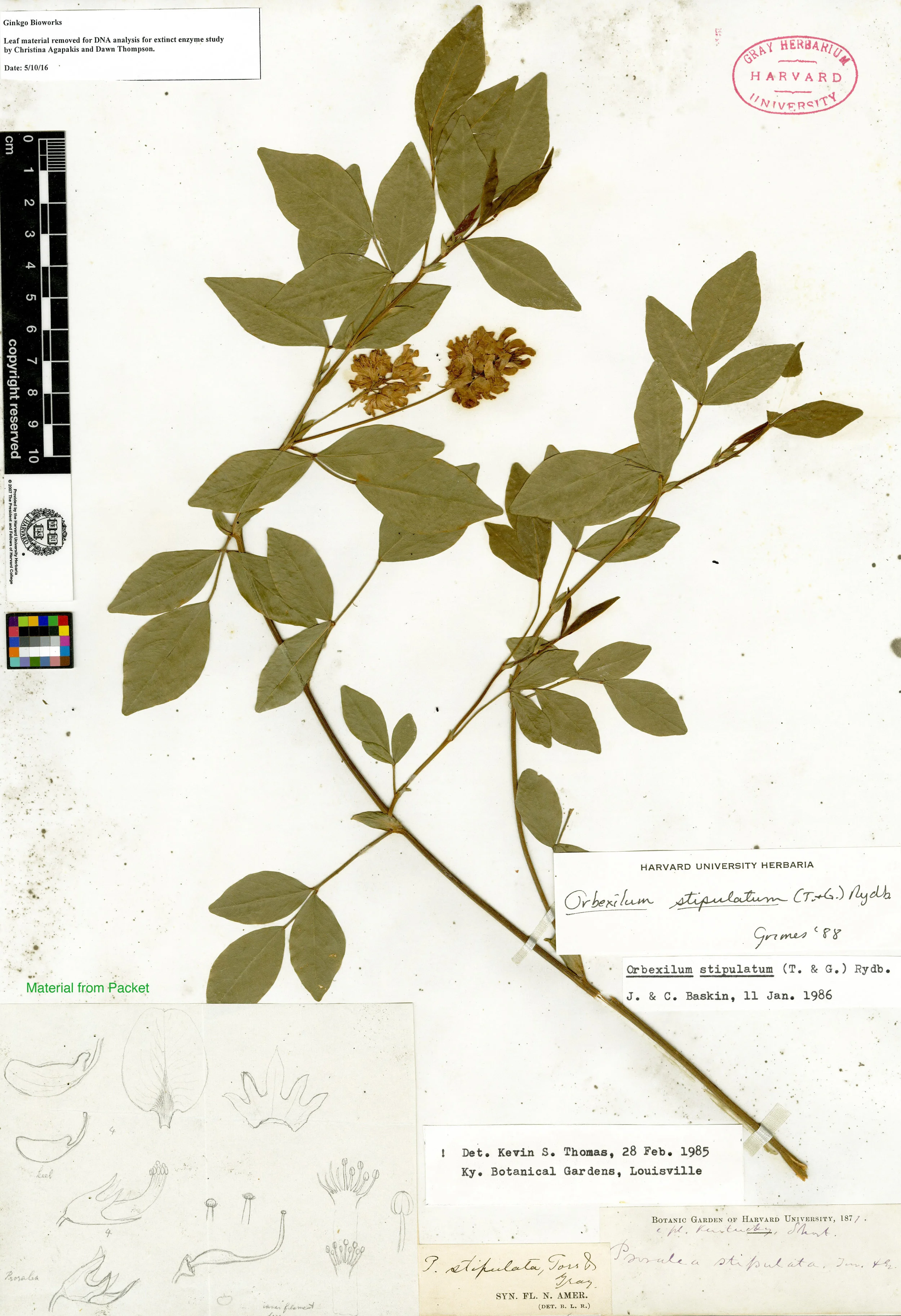 You Can Now Smell a Flower That Went Extinct a Century Ago