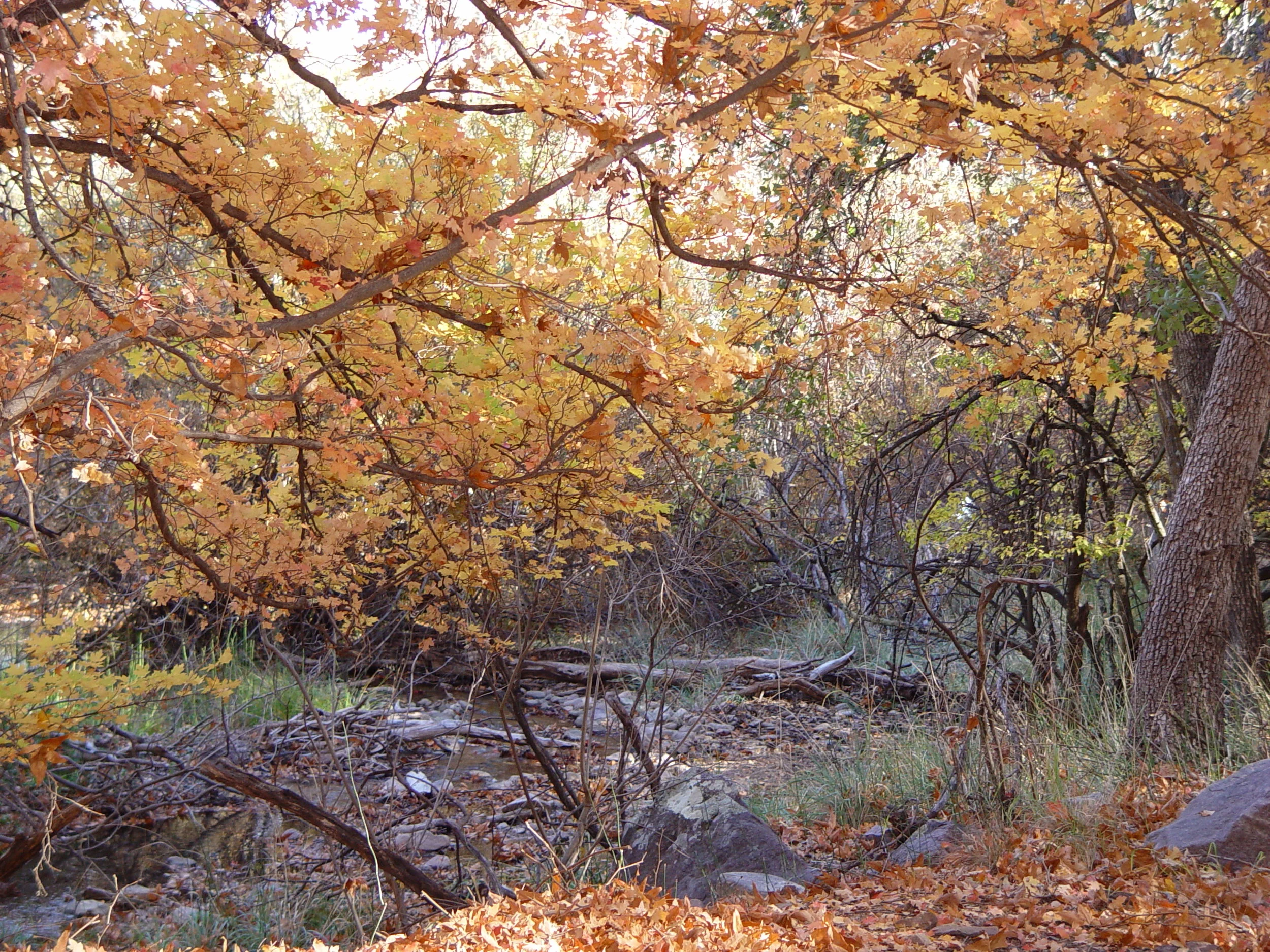 DSC01633.JPG
