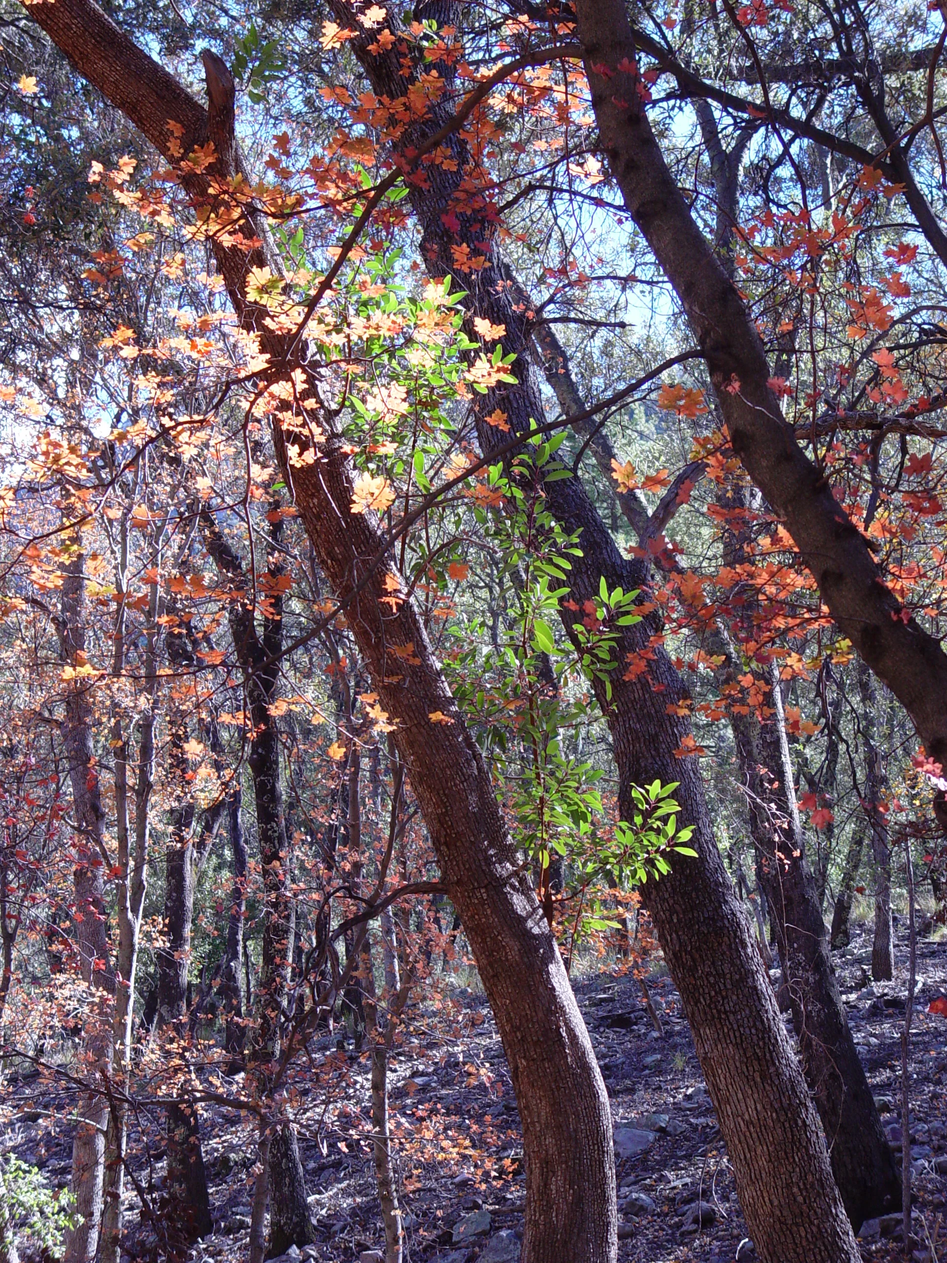 DSC01681.JPG