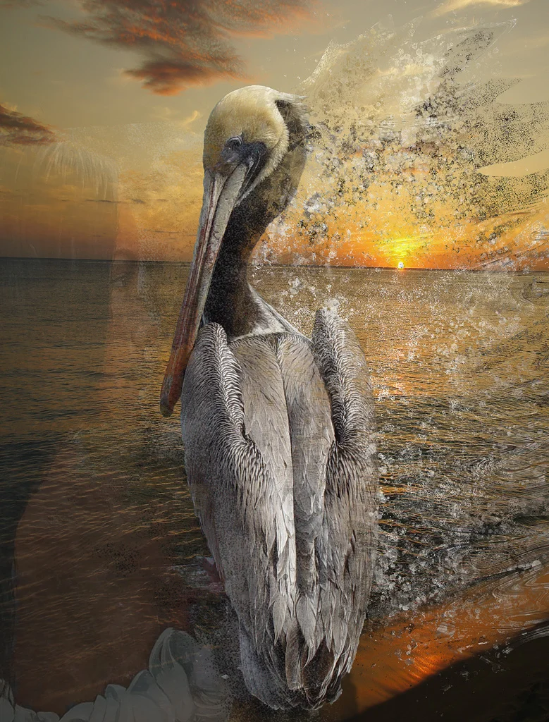 Dissolving+Pelican.psd[1].jpg