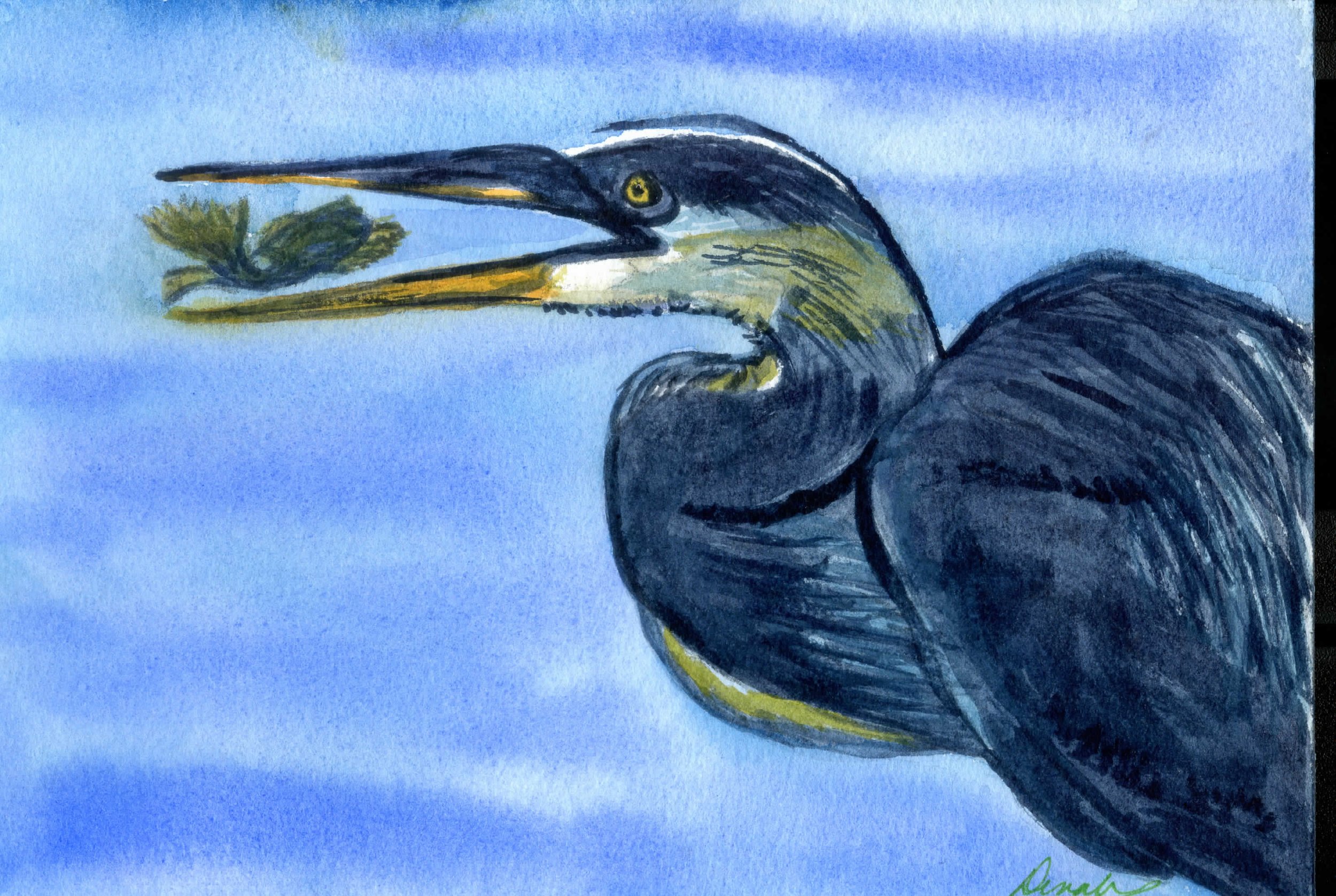 Stewart-Heron6Wx9H005.jpg