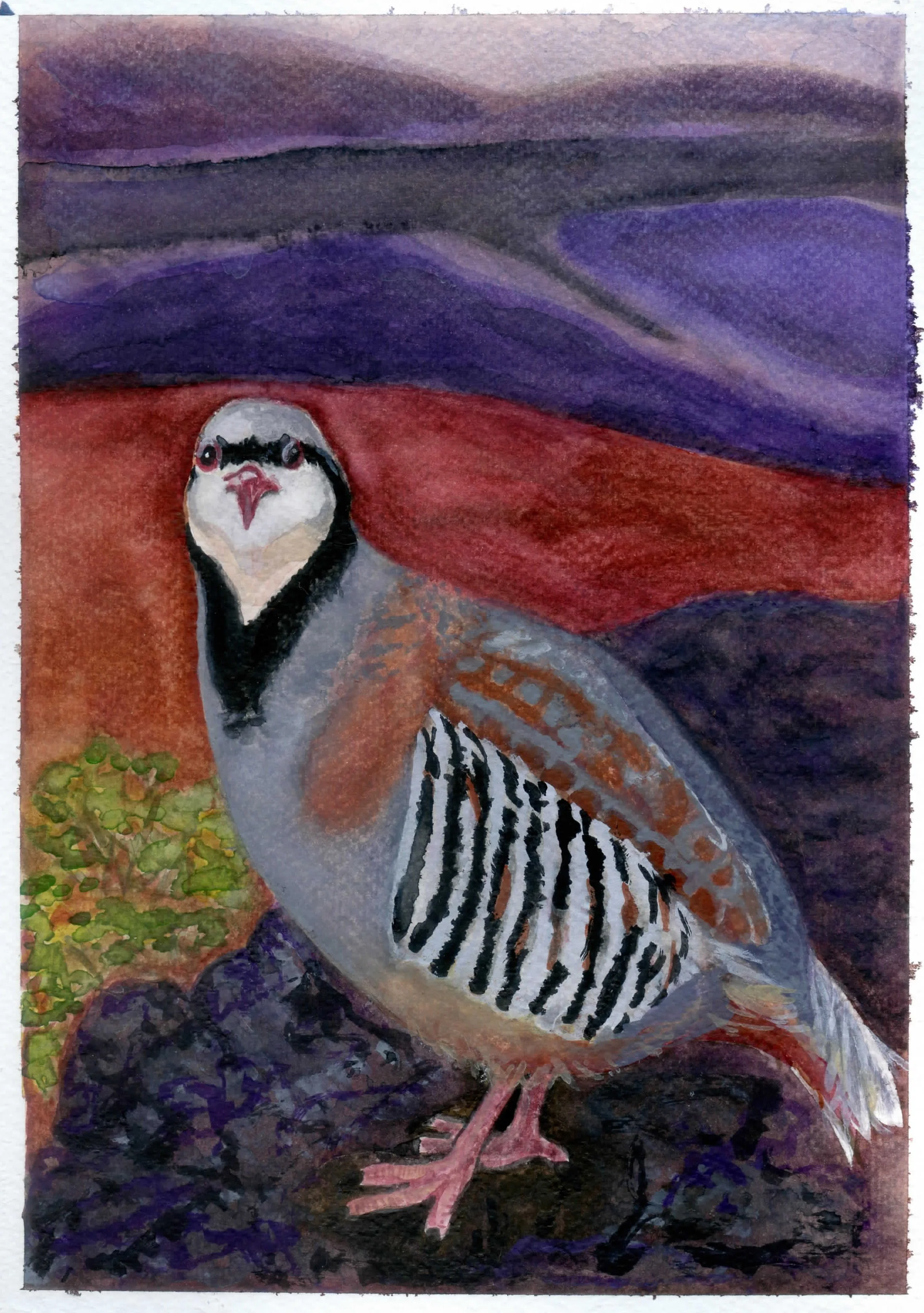 Stewart-Quail8Wx10H003.jpg