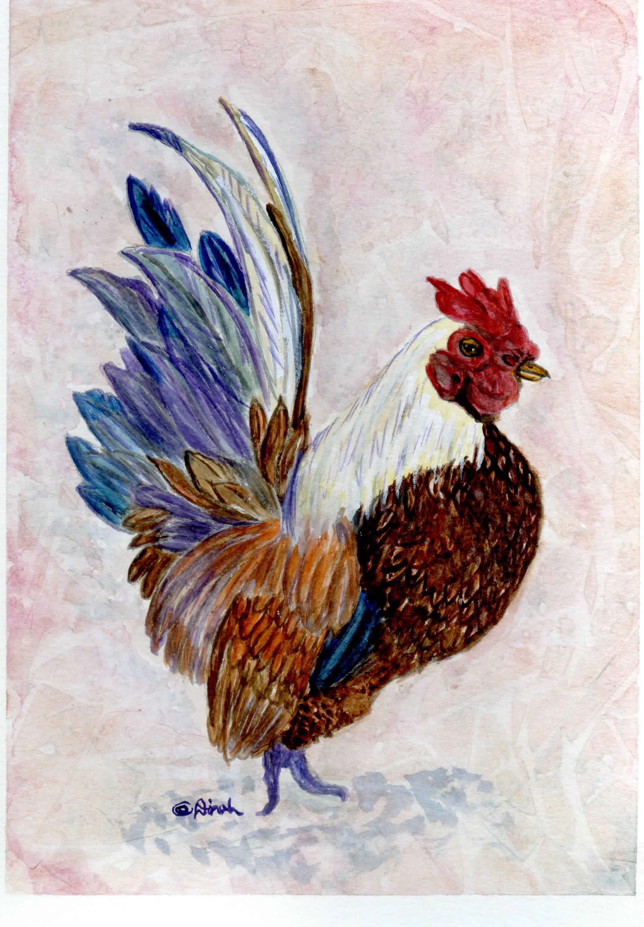 Stewart-Rooster2 8Wx10H005.jpg