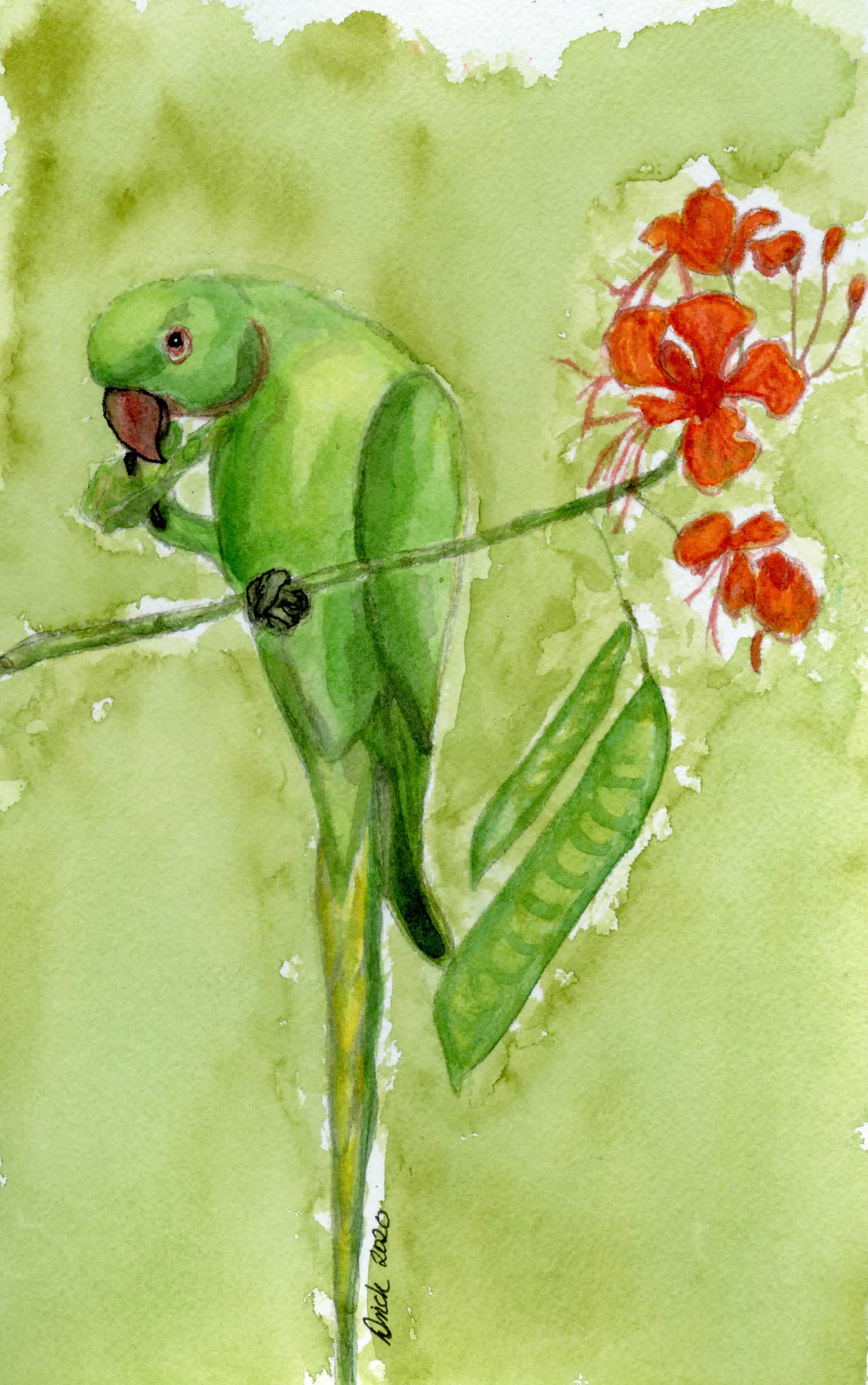 Stewart-Rose RingedParakeet8Wx10H002.jpg