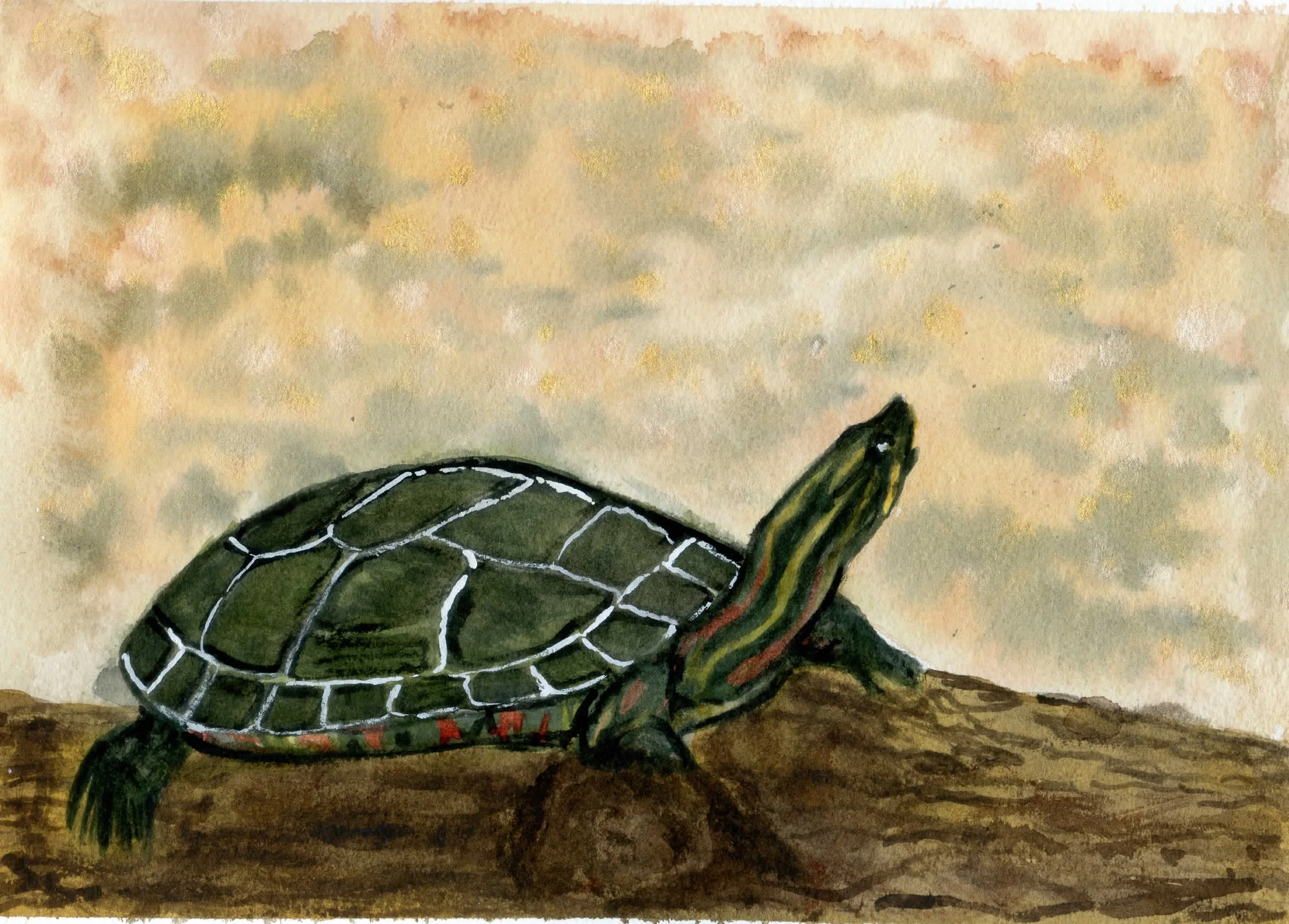 Stewart-Turtle8Wx10H002.jpg