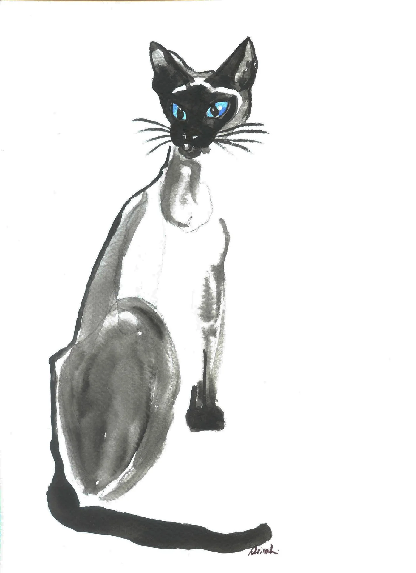 STEWART - SIAMESE CAT 1, 8 x 10.jpg