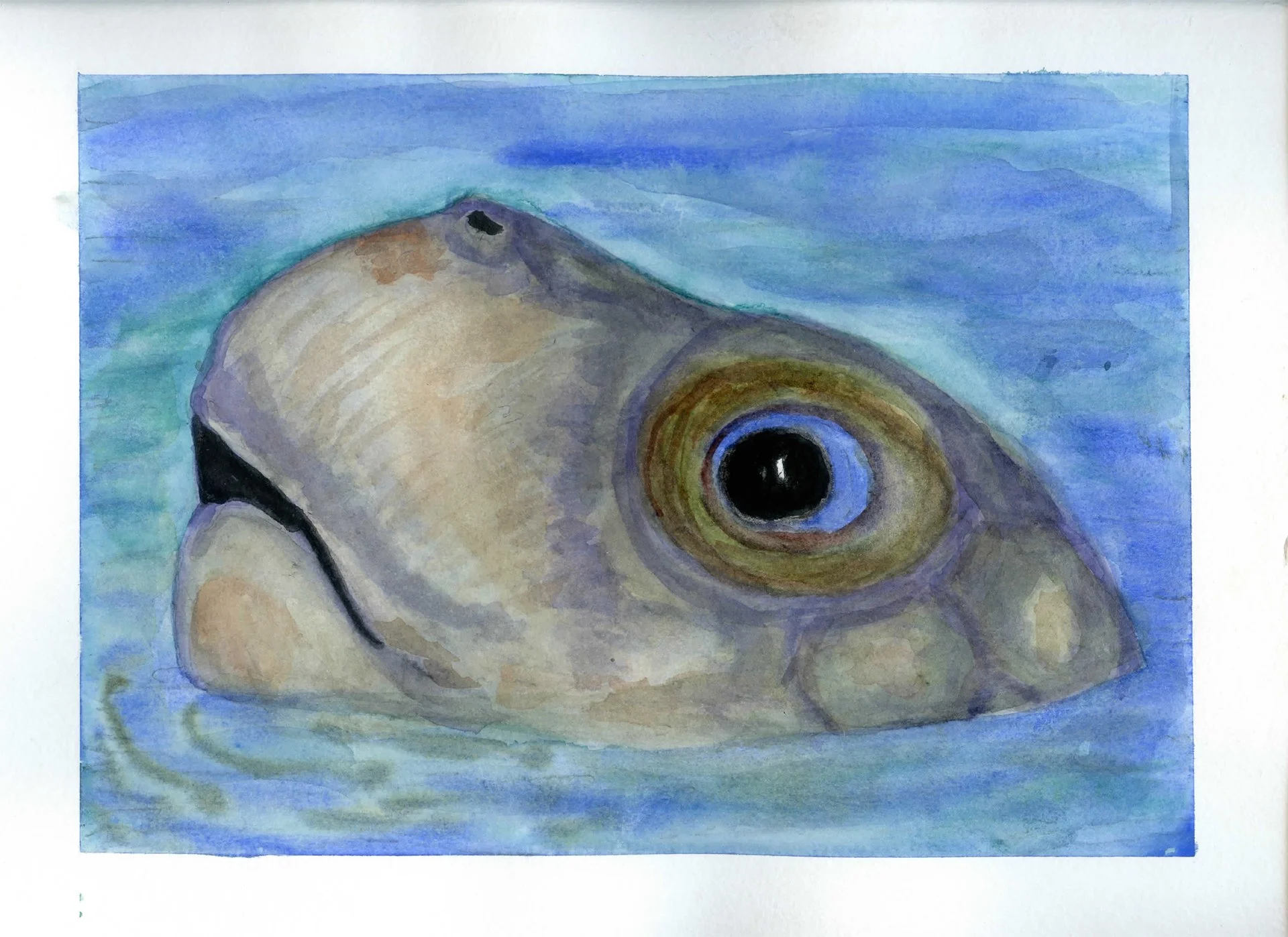 Stewart -  Honu 8W x 10 H024.jpg