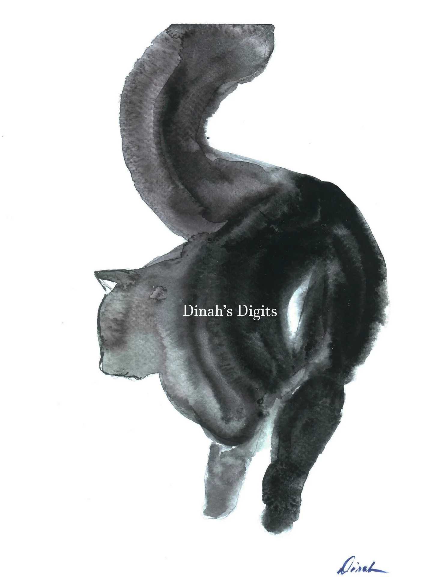 STEWART - CAT'S BUTT, 8 x 10 WM.jpg