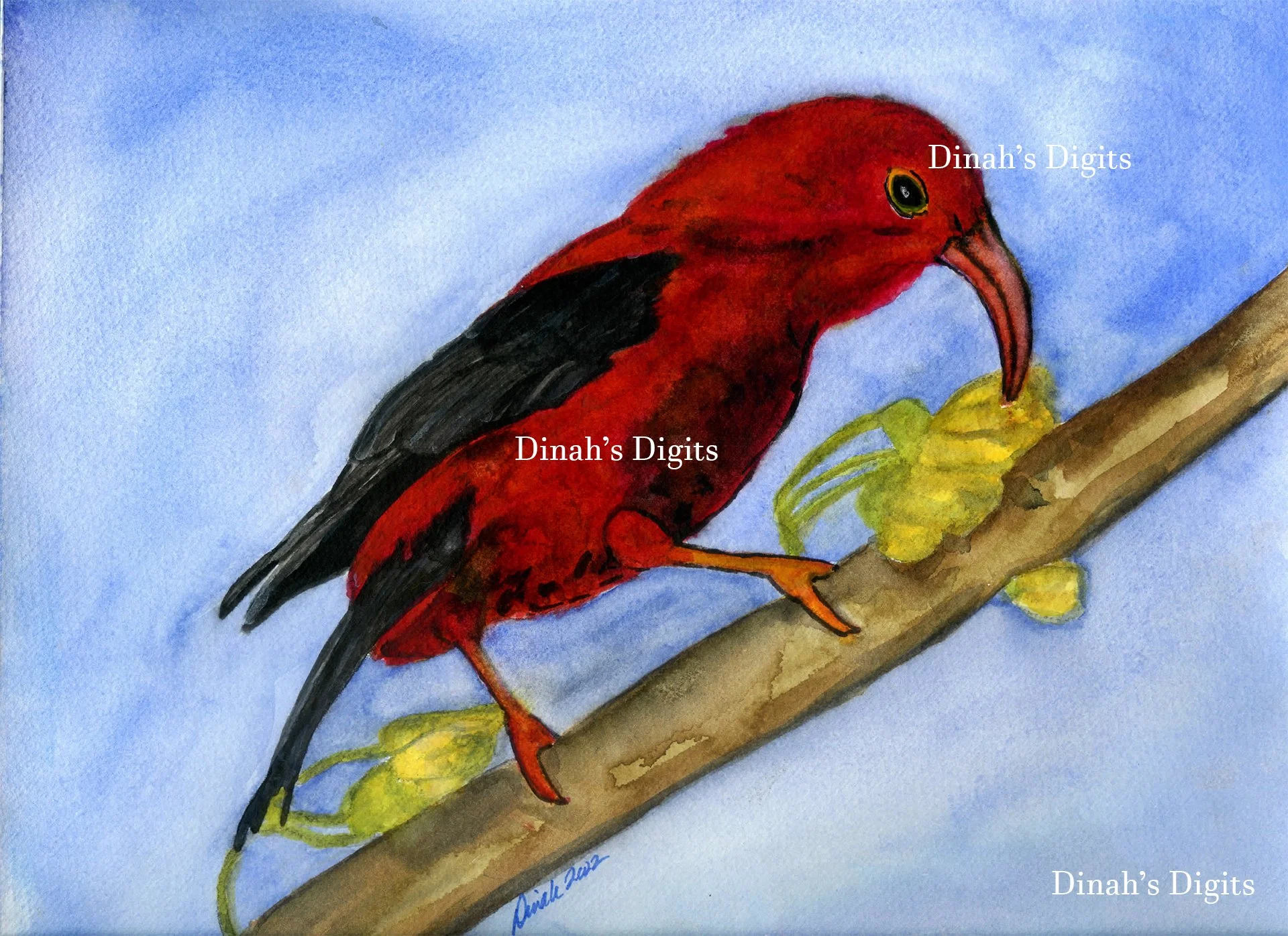 Stewart- i'i'wi 2,  8 x 10 WM.jpg