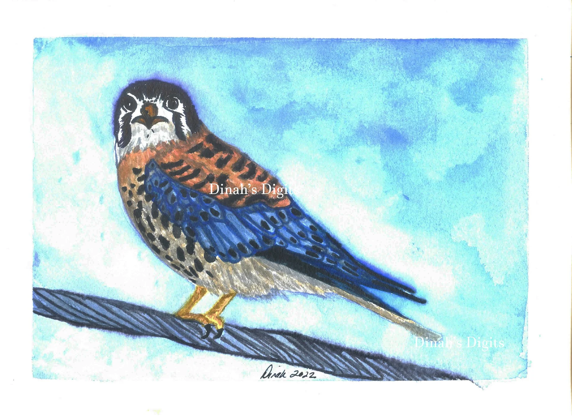 Stewart- Kestral, 8 x 10 WM.jpg