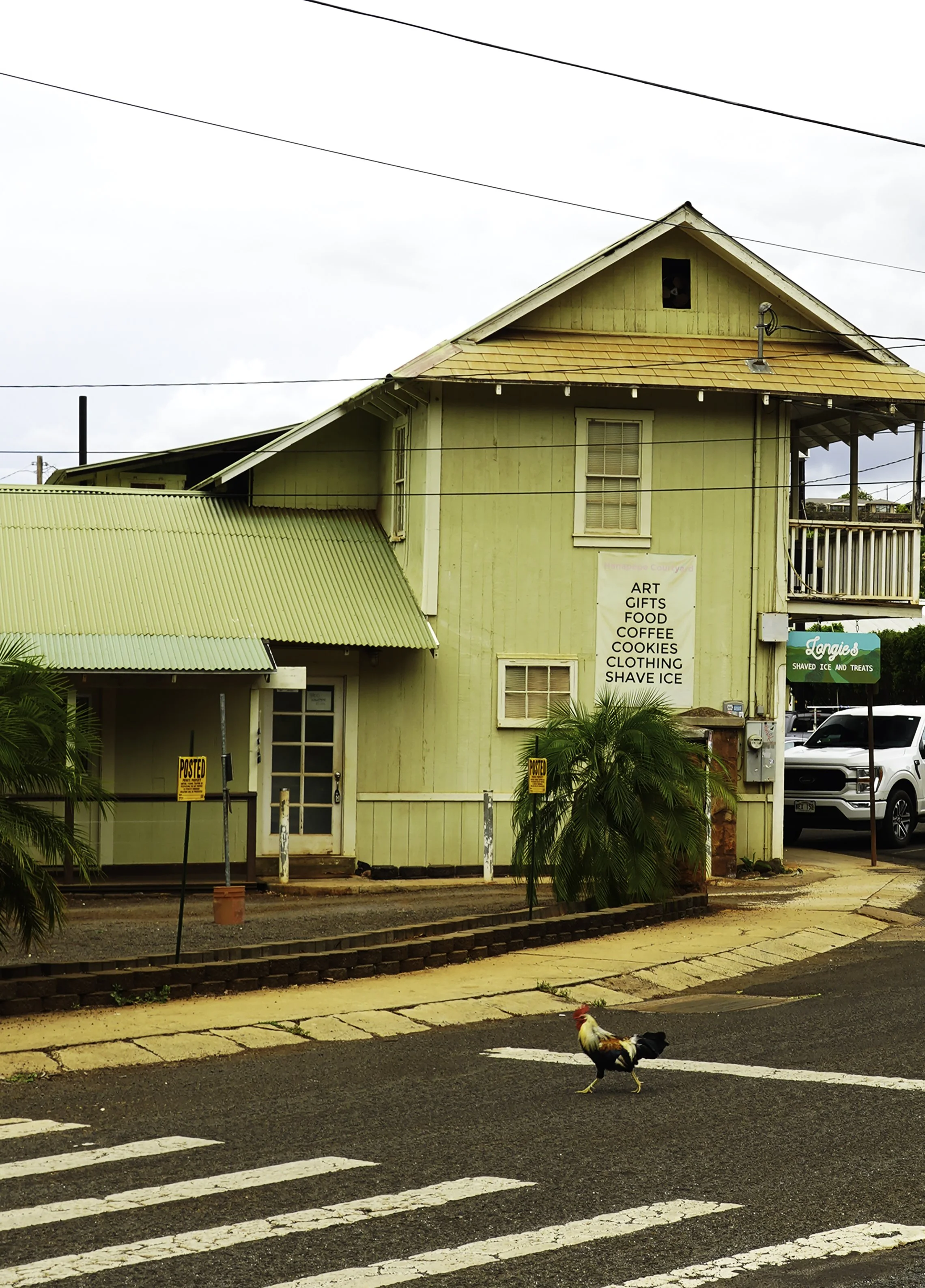 chicken crossing .jpg